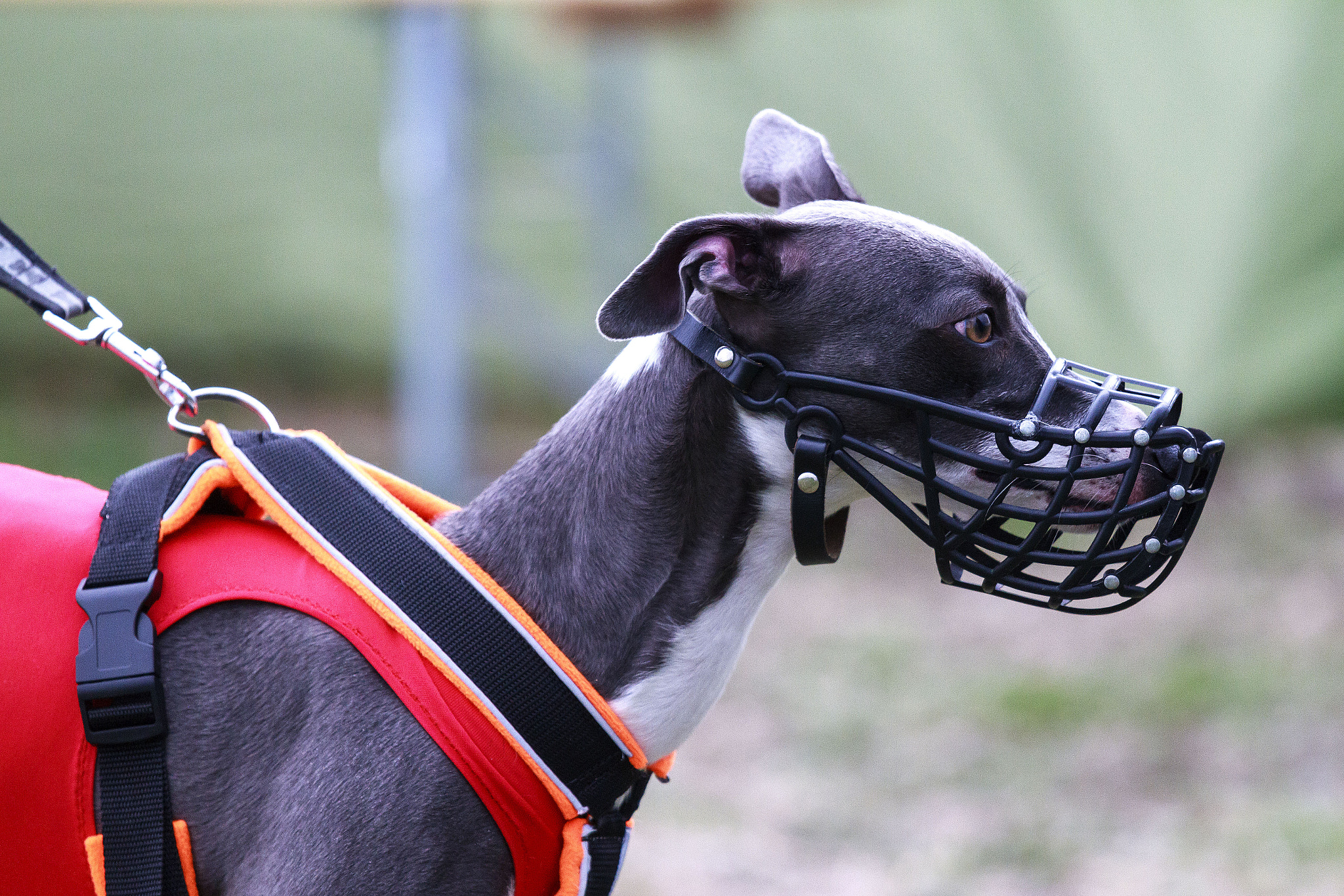 Canon EOS 7D + Canon EF 70-200mm F4L IS USM sample photo. Tension photography