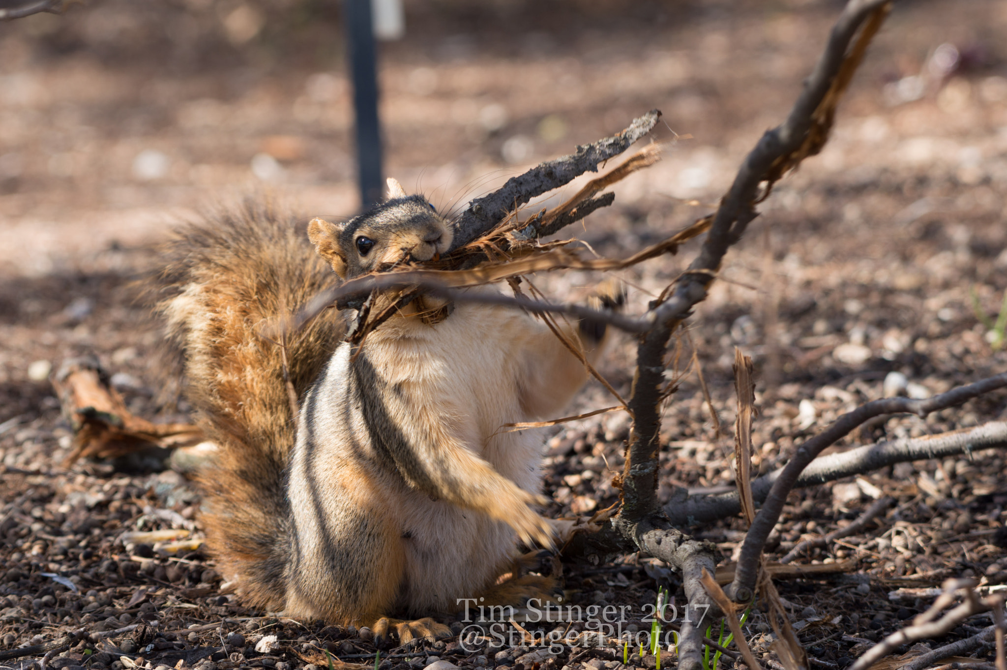 Nikon AF-S Nikkor 200-500mm F5.6E ED VR sample photo. Busy squirrel photography