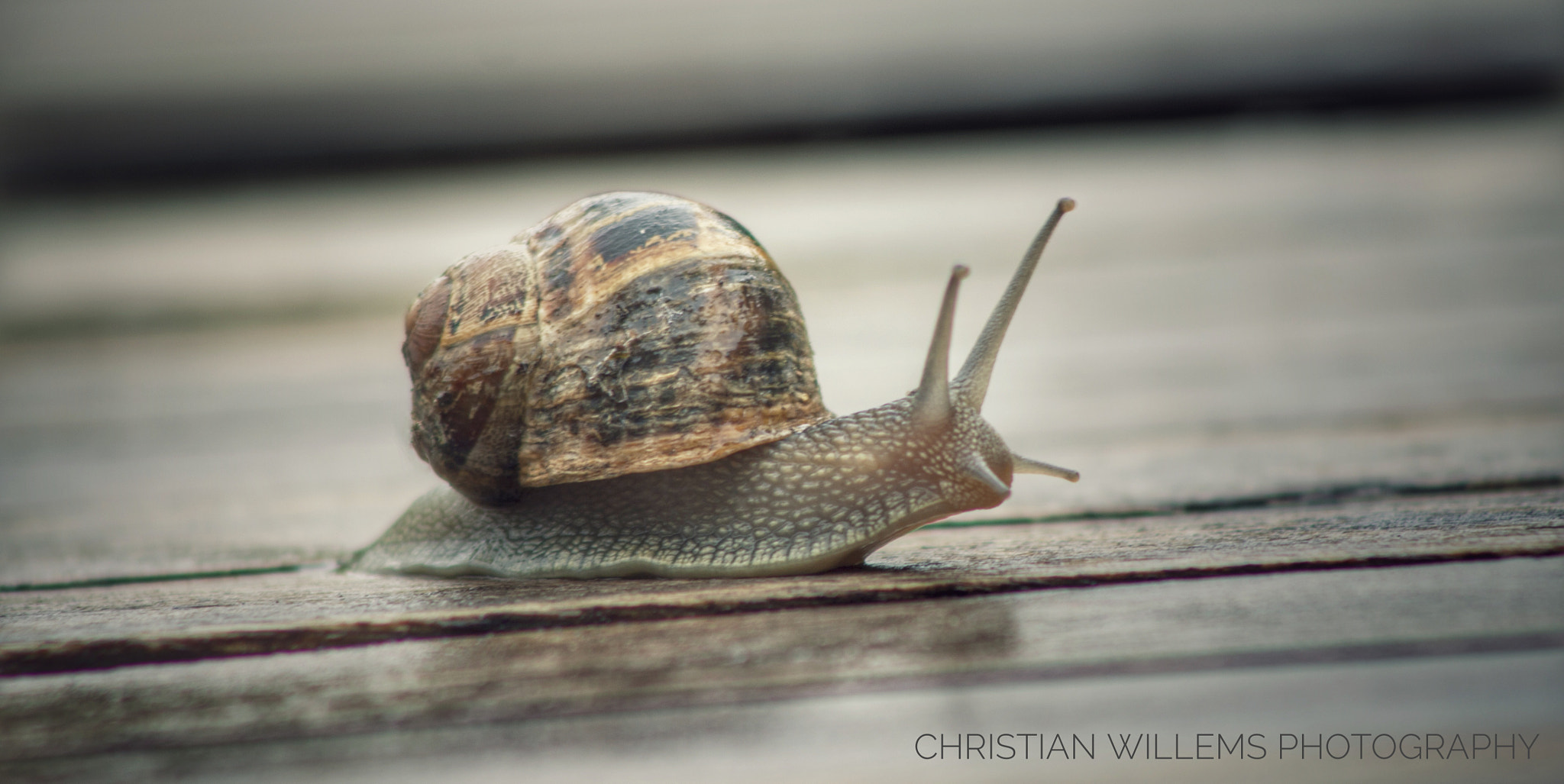 Canon EF 90-300mm F4.5-5.6 USM sample photo. Snail photography