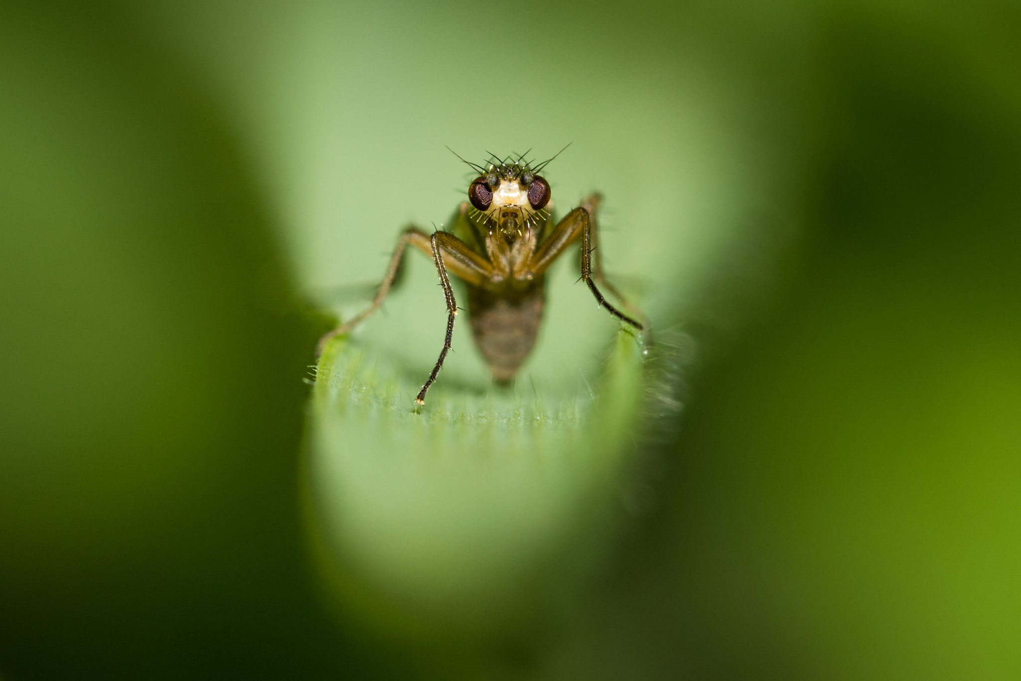 Nikon D810 + Nikon AF Micro-Nikkor 200mm F4D ED-IF sample photo. My grass !!! photography