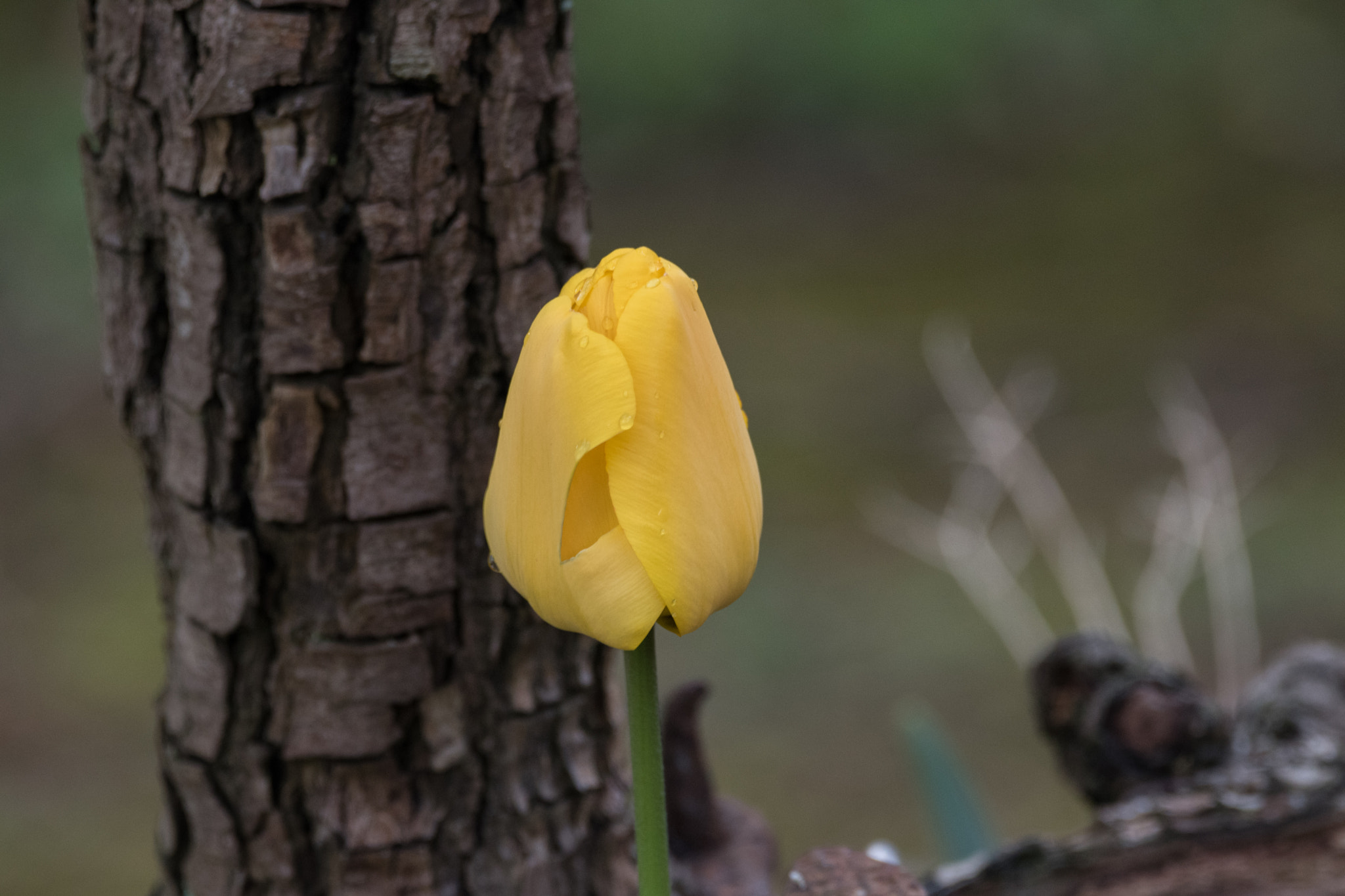 Nikon D5500 sample photo. Jeune tulipe/vieux tronc photography