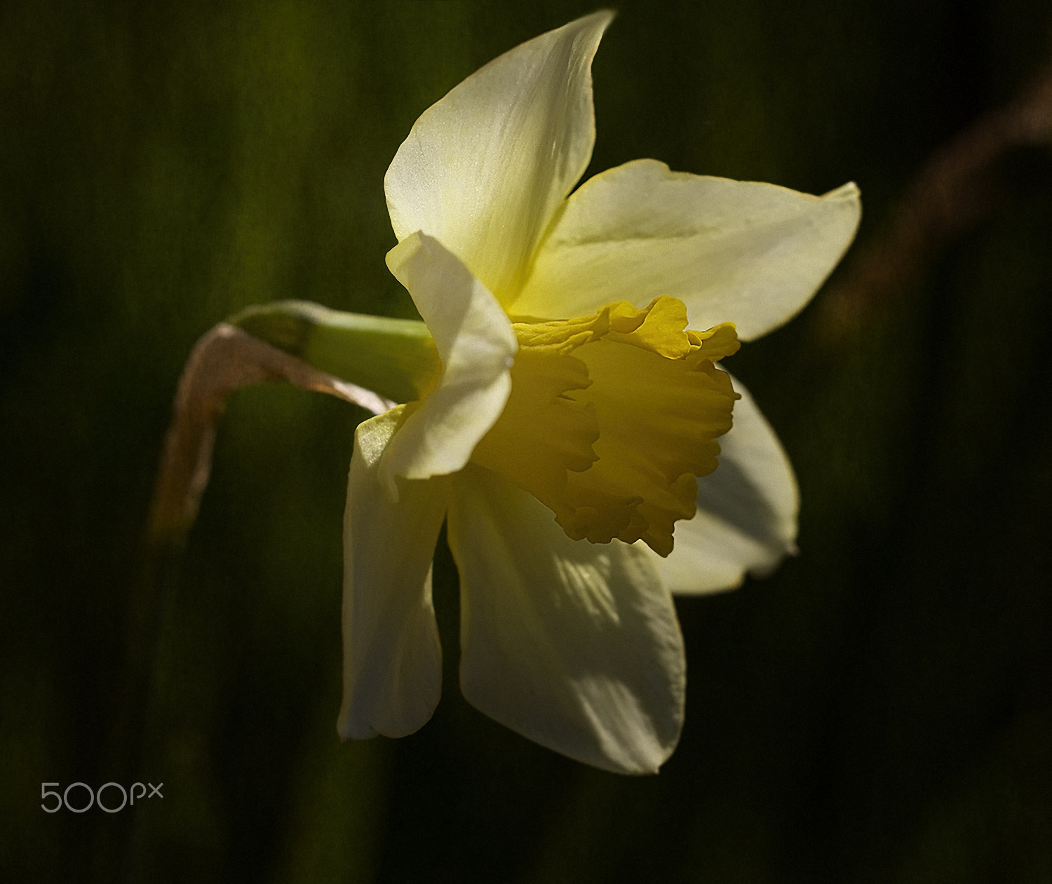 Sigma APO Macro 150mm f/2.8 EX DG HSM sample photo. Lights and shadows photography