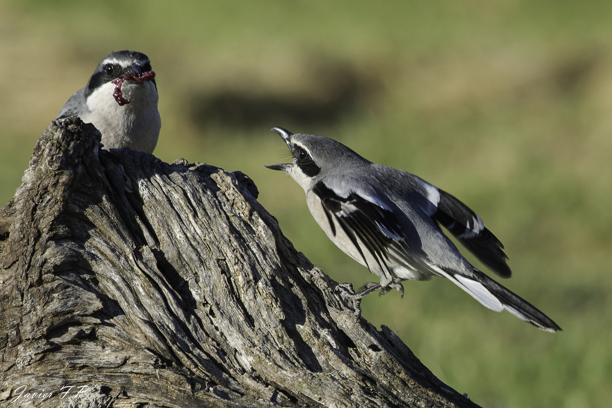 Nikon AF-S Nikkor 200-500mm F5.6E ED VR sample photo. Alcaudón real (lanius meridionalis) ha comer!! photography
