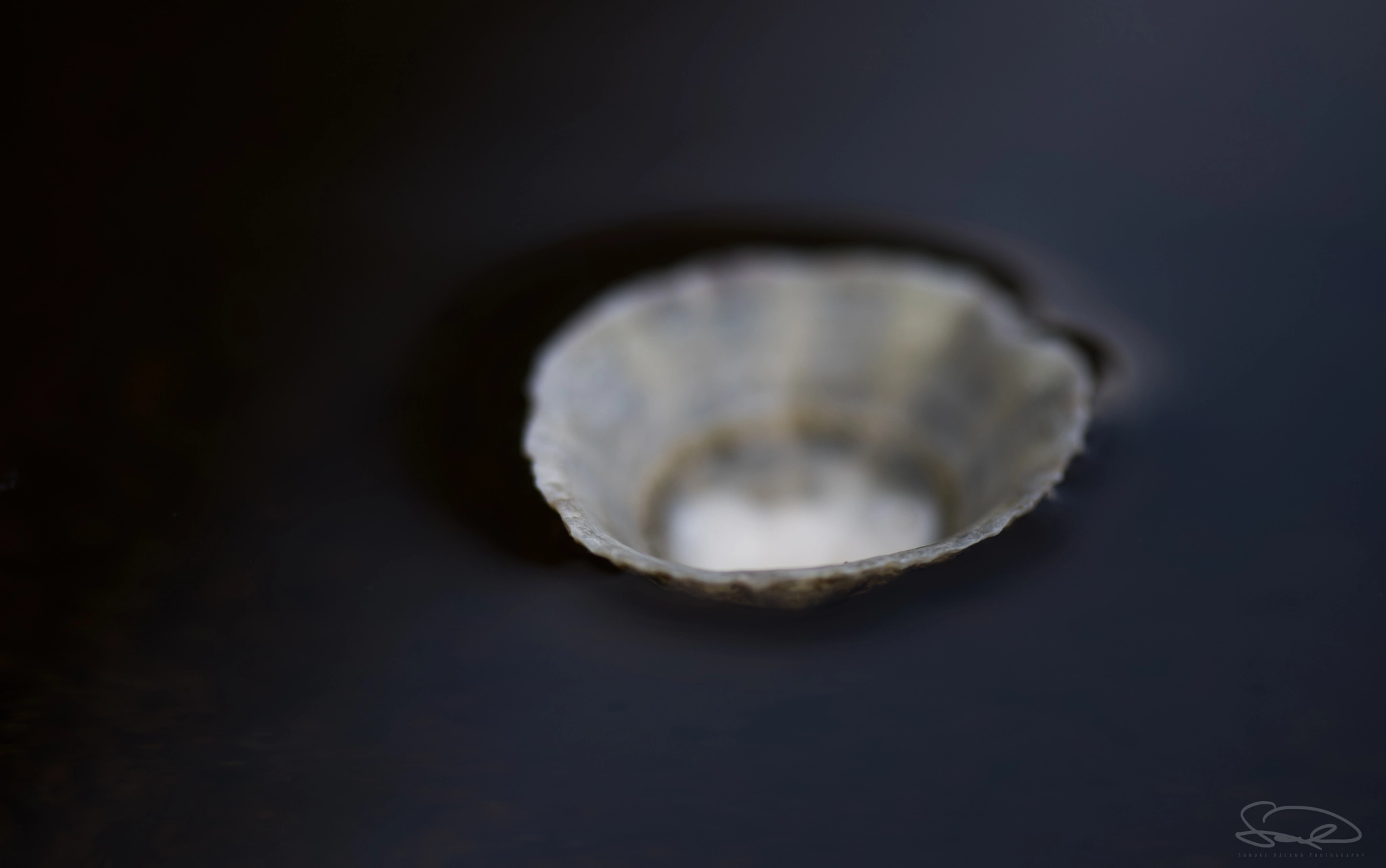 Nikon D810 sample photo. Shell floating photography