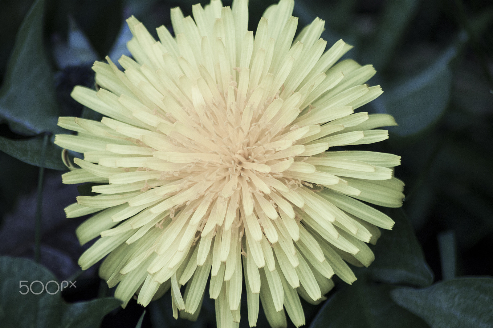 Canon EOS 500D (EOS Rebel T1i / EOS Kiss X3) sample photo. Flower photography