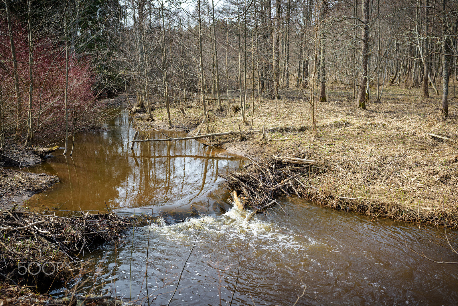 Nikon D810 + Sigma 35mm F1.4 DG HSM Art sample photo. Spring landscape - the forest small river photography
