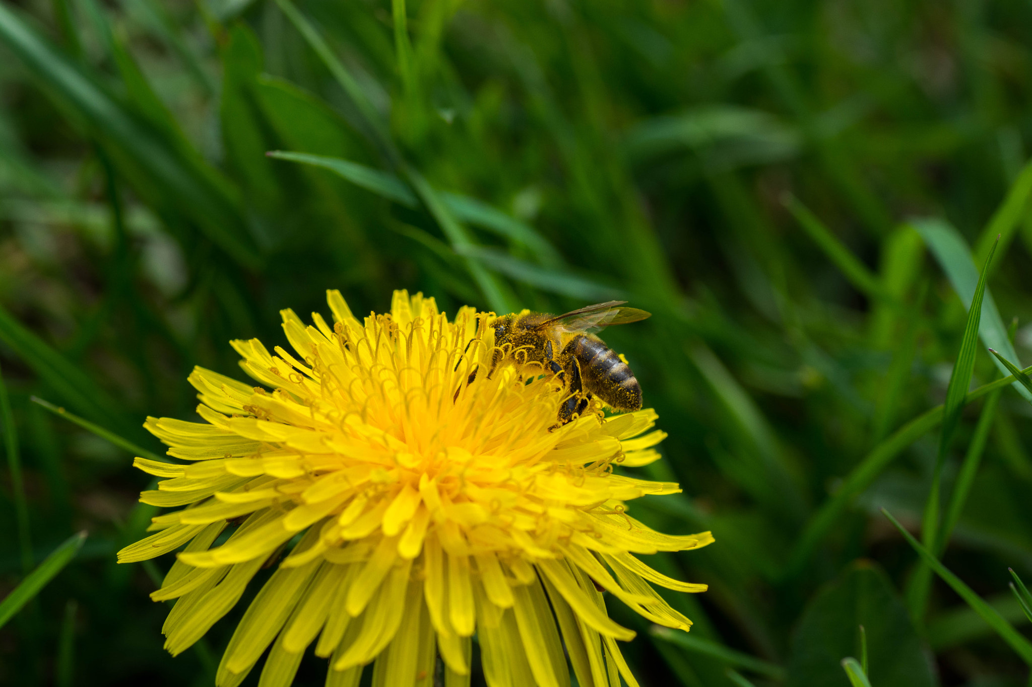 Nikon D7100 sample photo. Bee photography