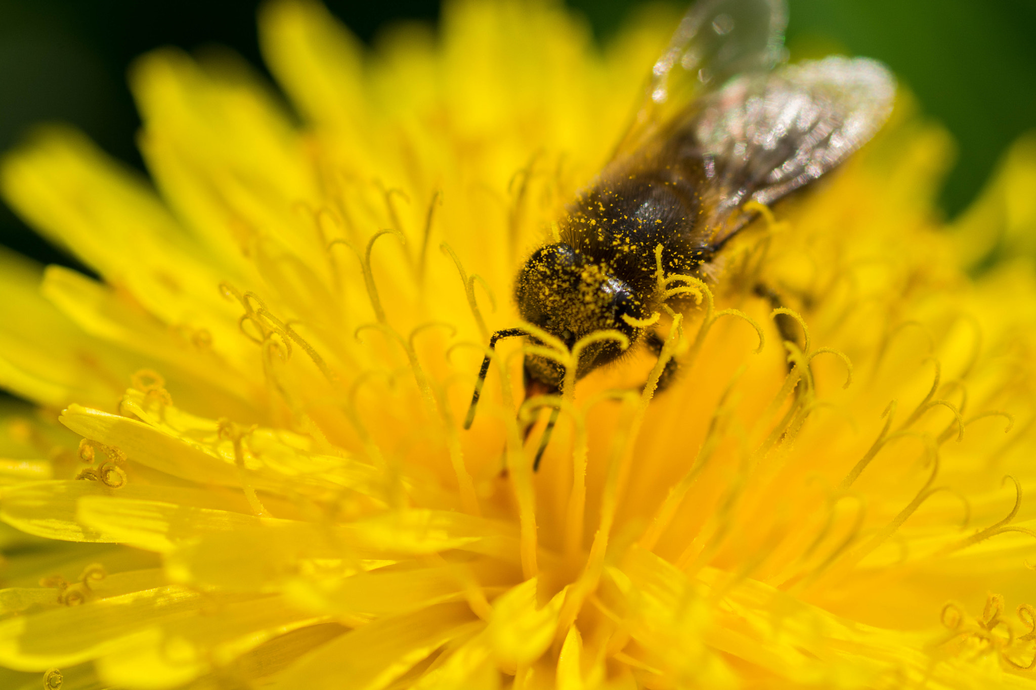 Nikon D7100 sample photo. Bee 2 photography