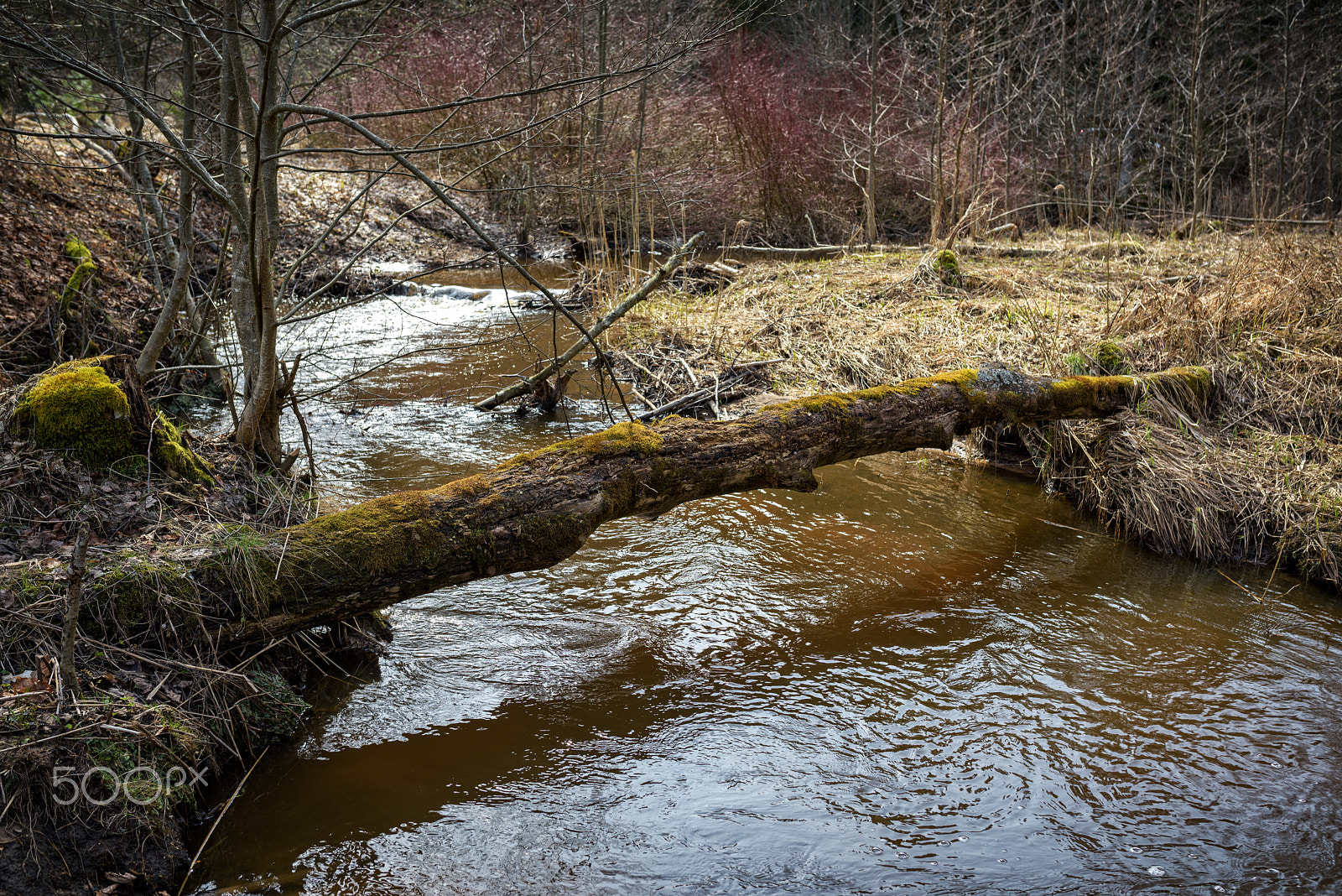 Nikon D810 + Sigma 35mm F1.4 DG HSM Art sample photo. Spring landscape - the forest small river photography