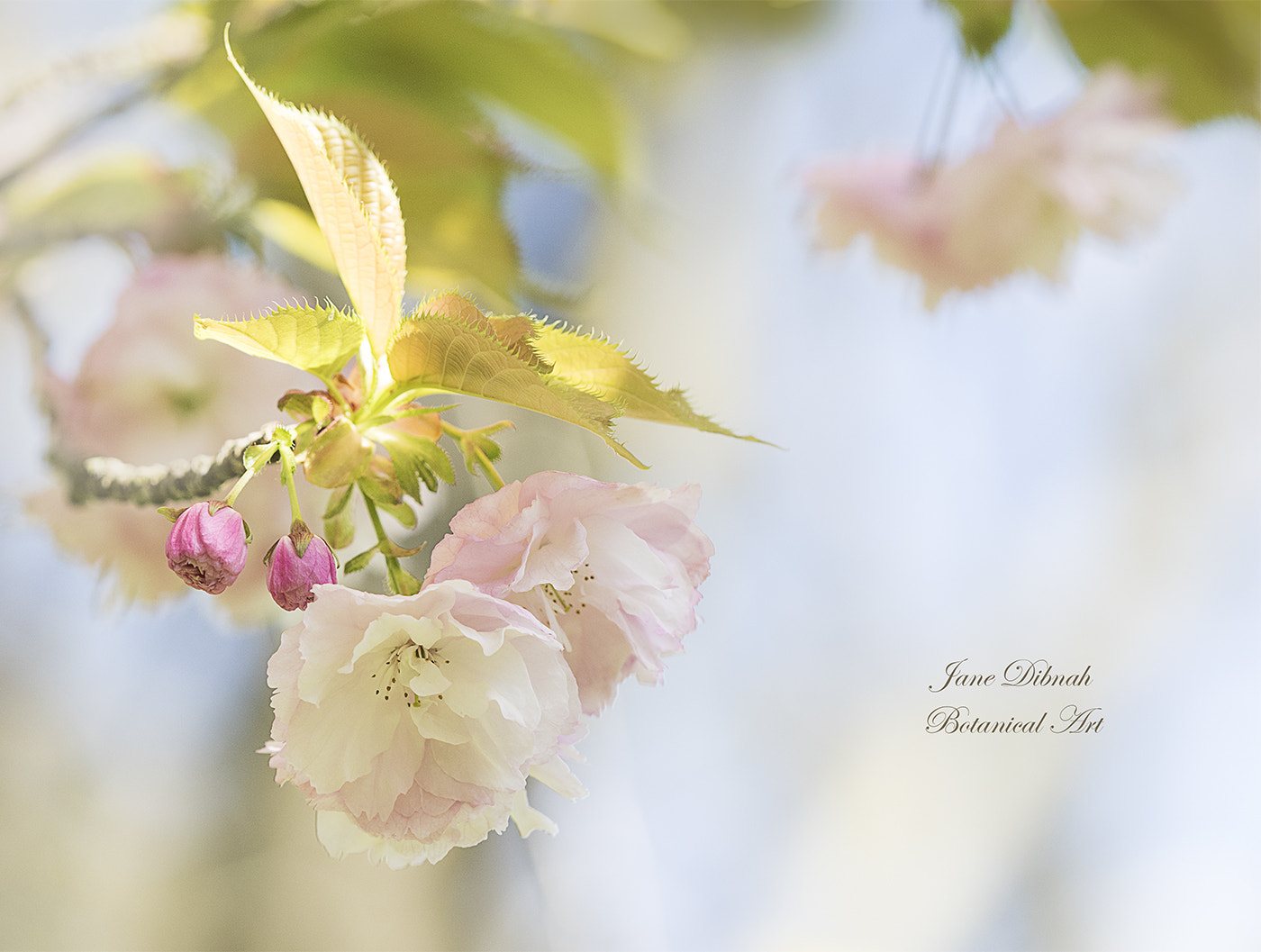Canon EF 180mm F3.5L Macro USM sample photo. Prunus matsumae hanaguruma photography