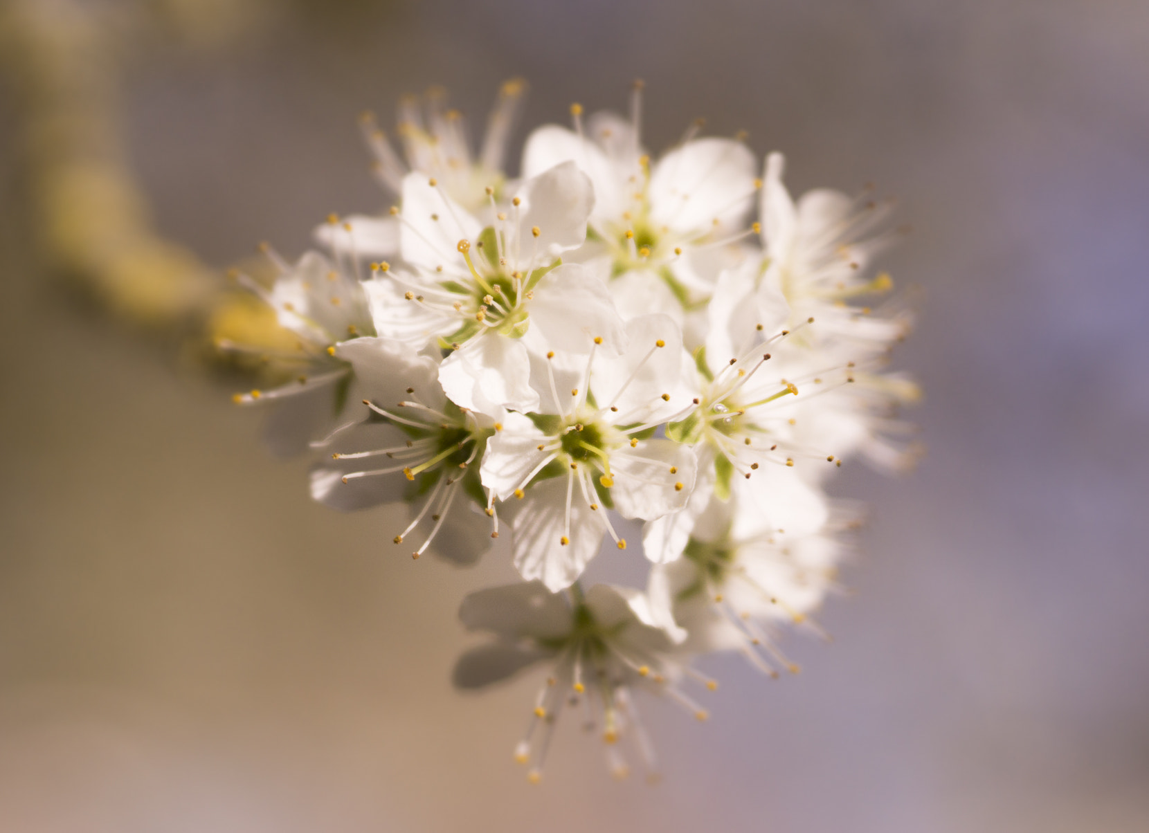 Sony SLT-A77 sample photo. Blossom photography
