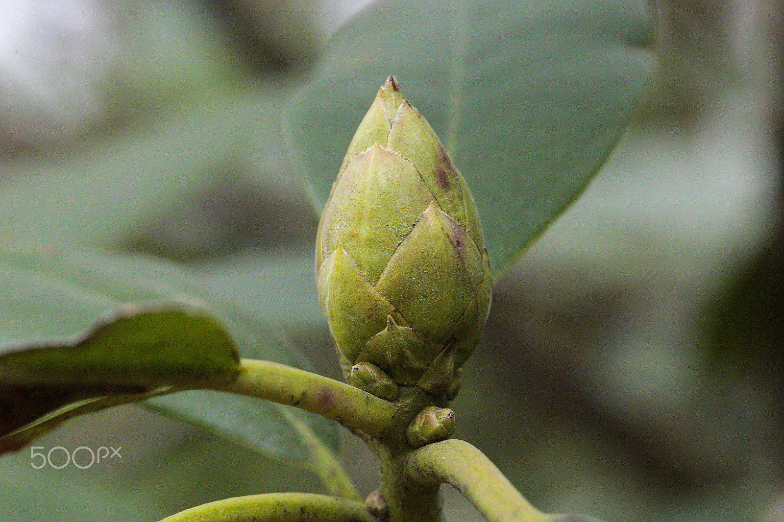 Canon EF 100mm F2.8L Macro IS USM sample photo. Mg photography