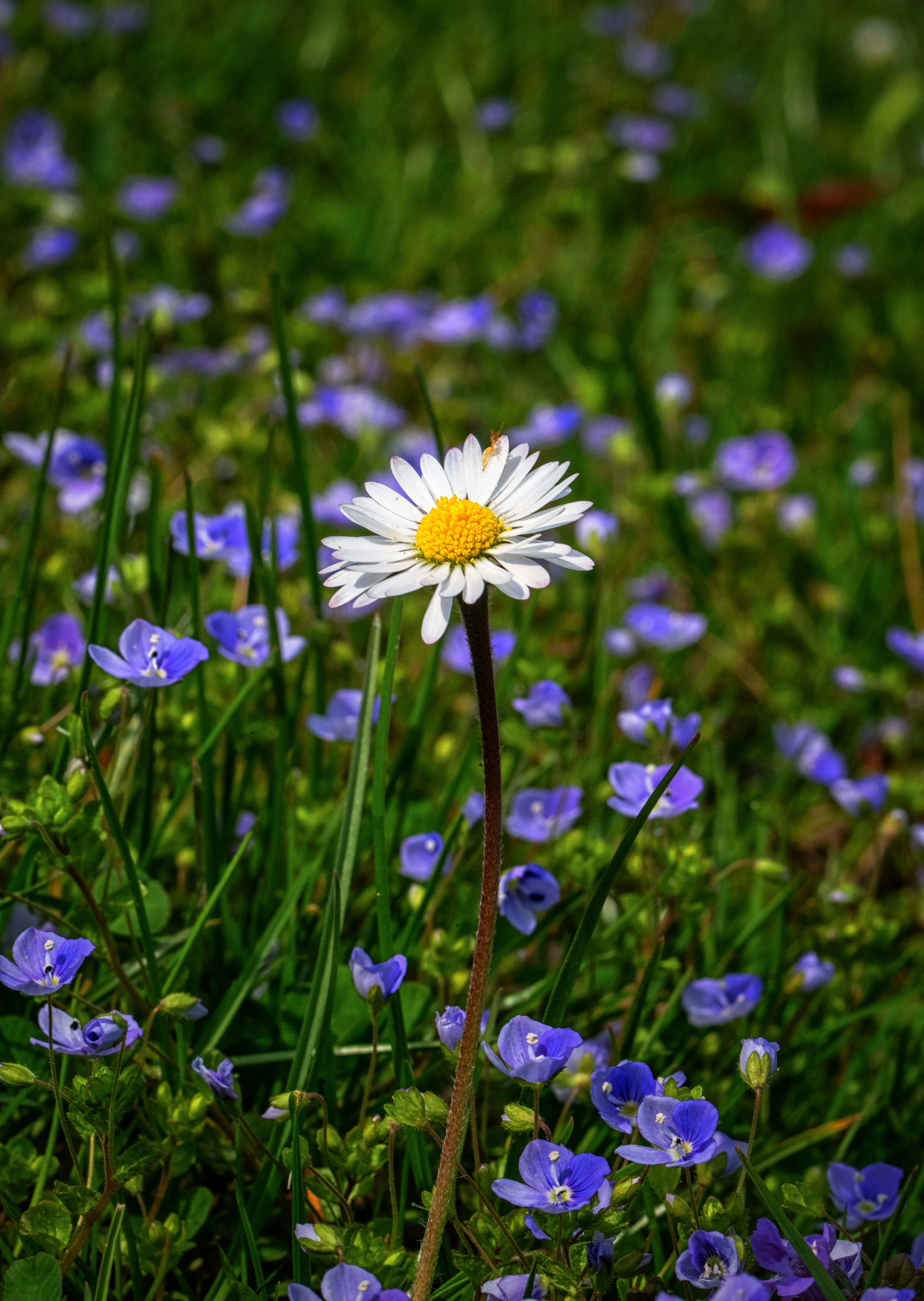 Fujifilm X-T2 sample photo. Posing daisy photography