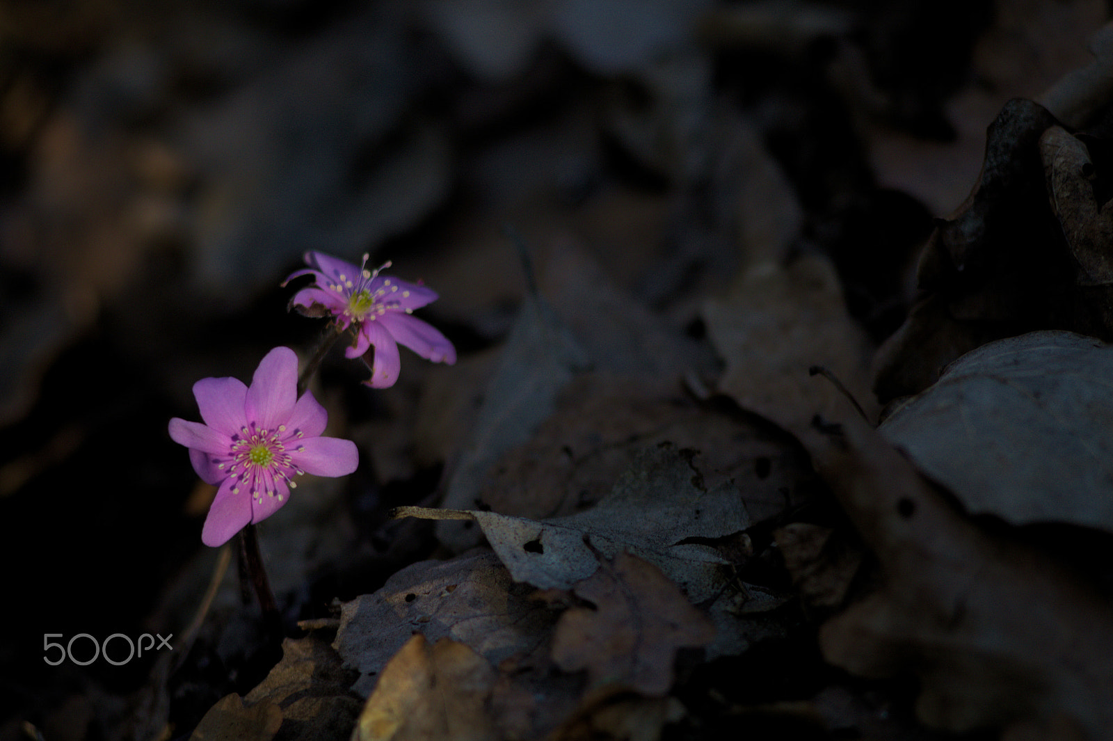 Canon EF 35-80mm f/4-5.6 sample photo. Flower photography