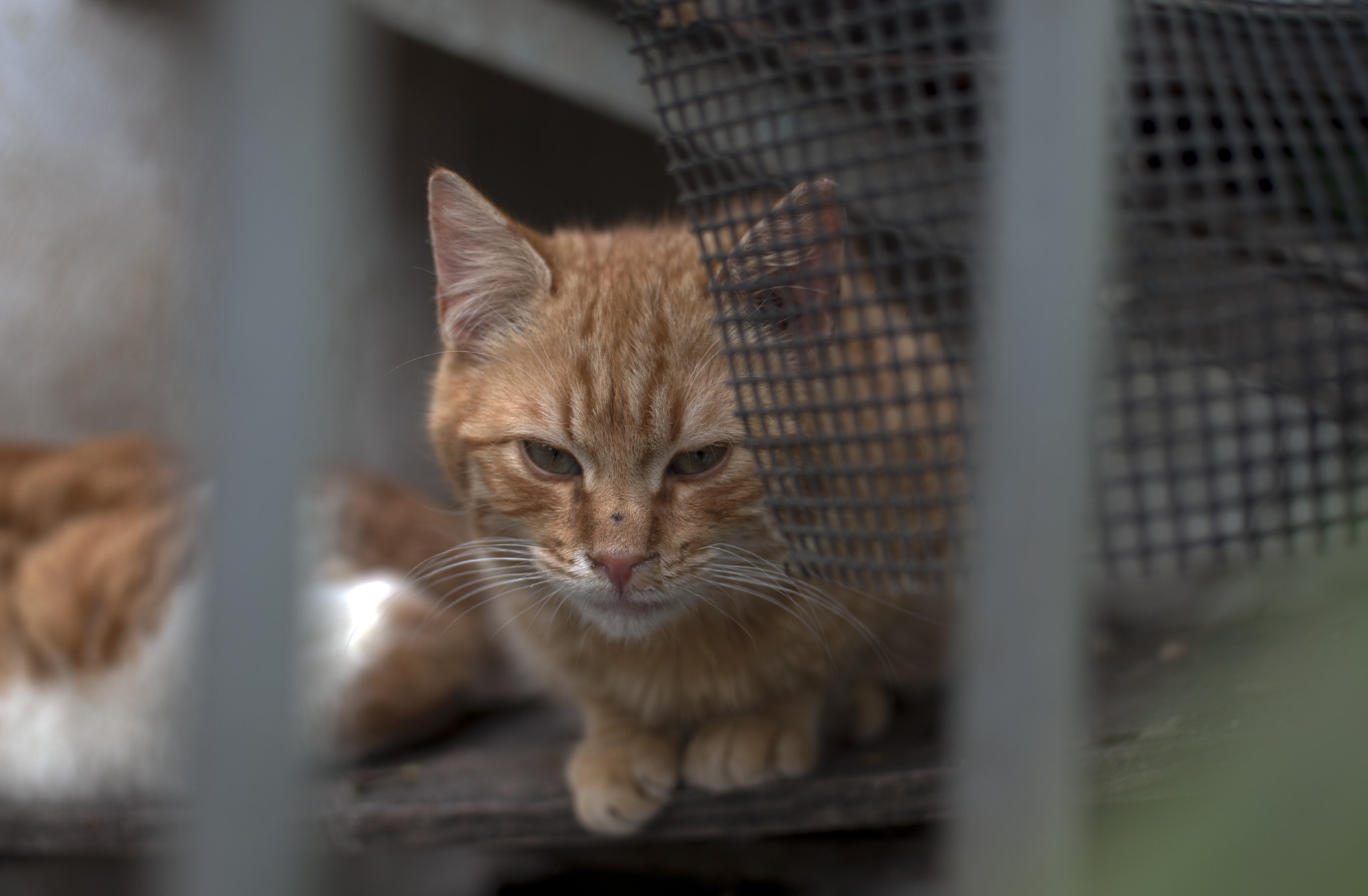 Nikon D60 + Nikon AF-S DX Nikkor 35mm F1.8G sample photo. Little cat photography
