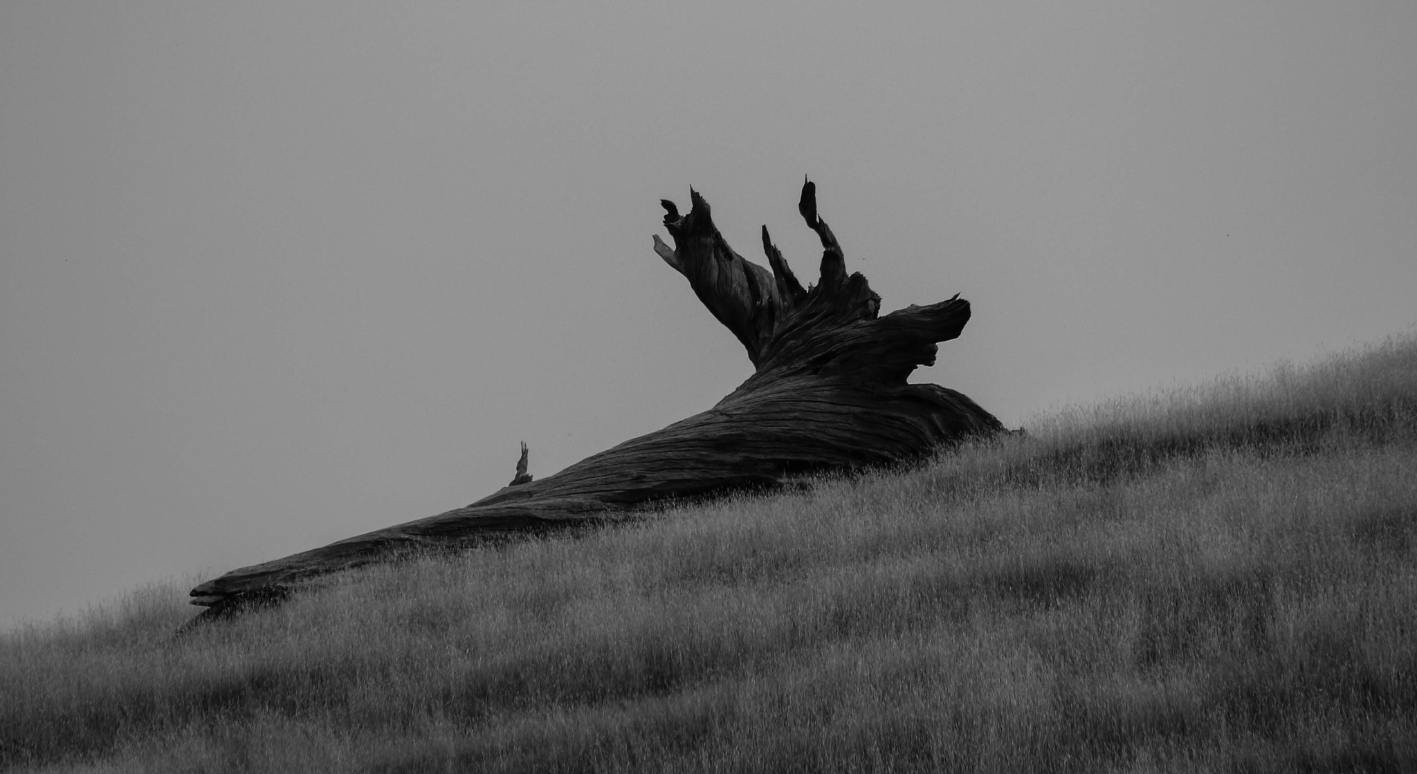 Canon EF-S 55-250mm F4-5.6 IS II sample photo. Twisted and decayed photography