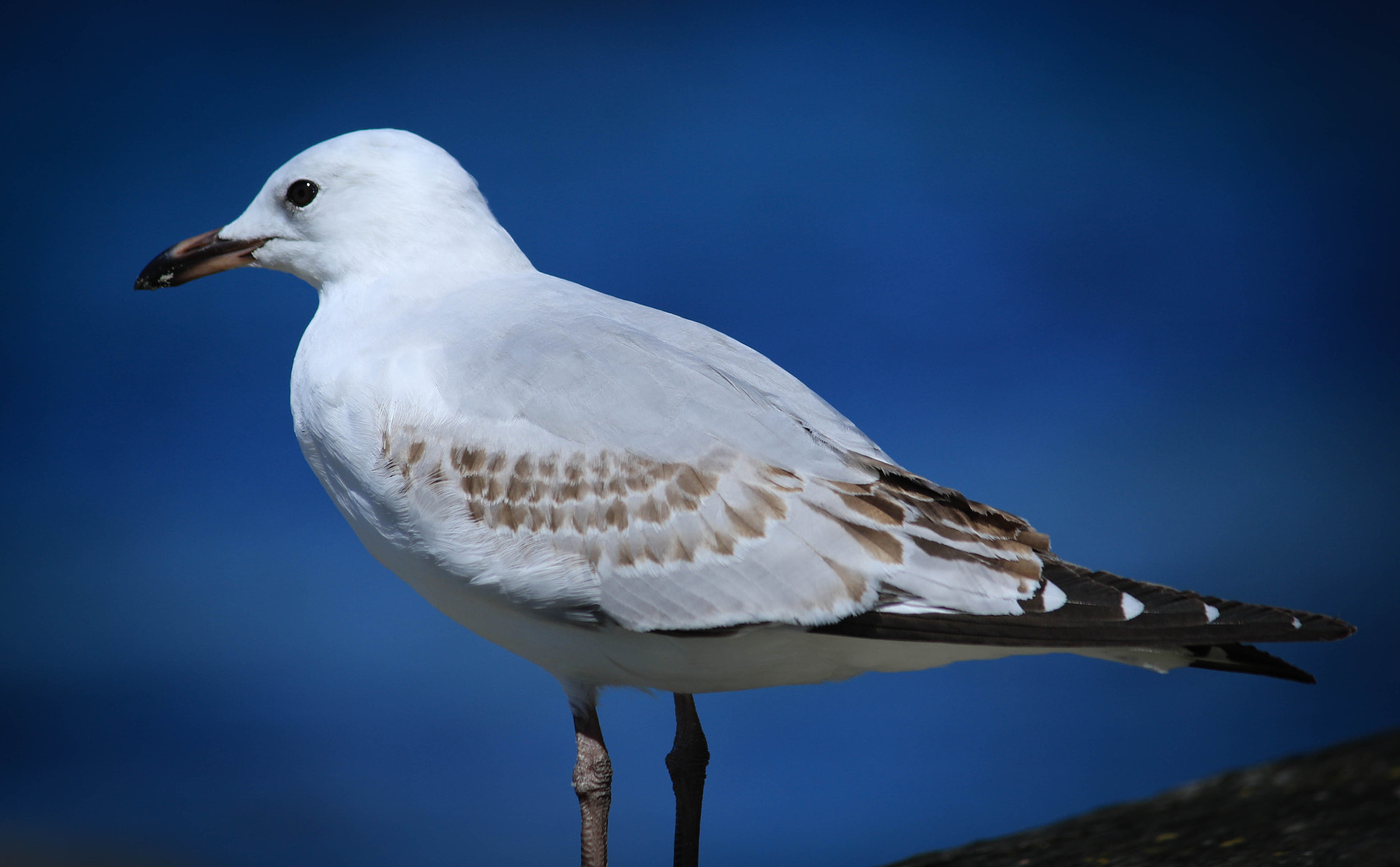 Canon EF-S 55-250mm F4-5.6 IS II sample photo. Sea gull portrait photography