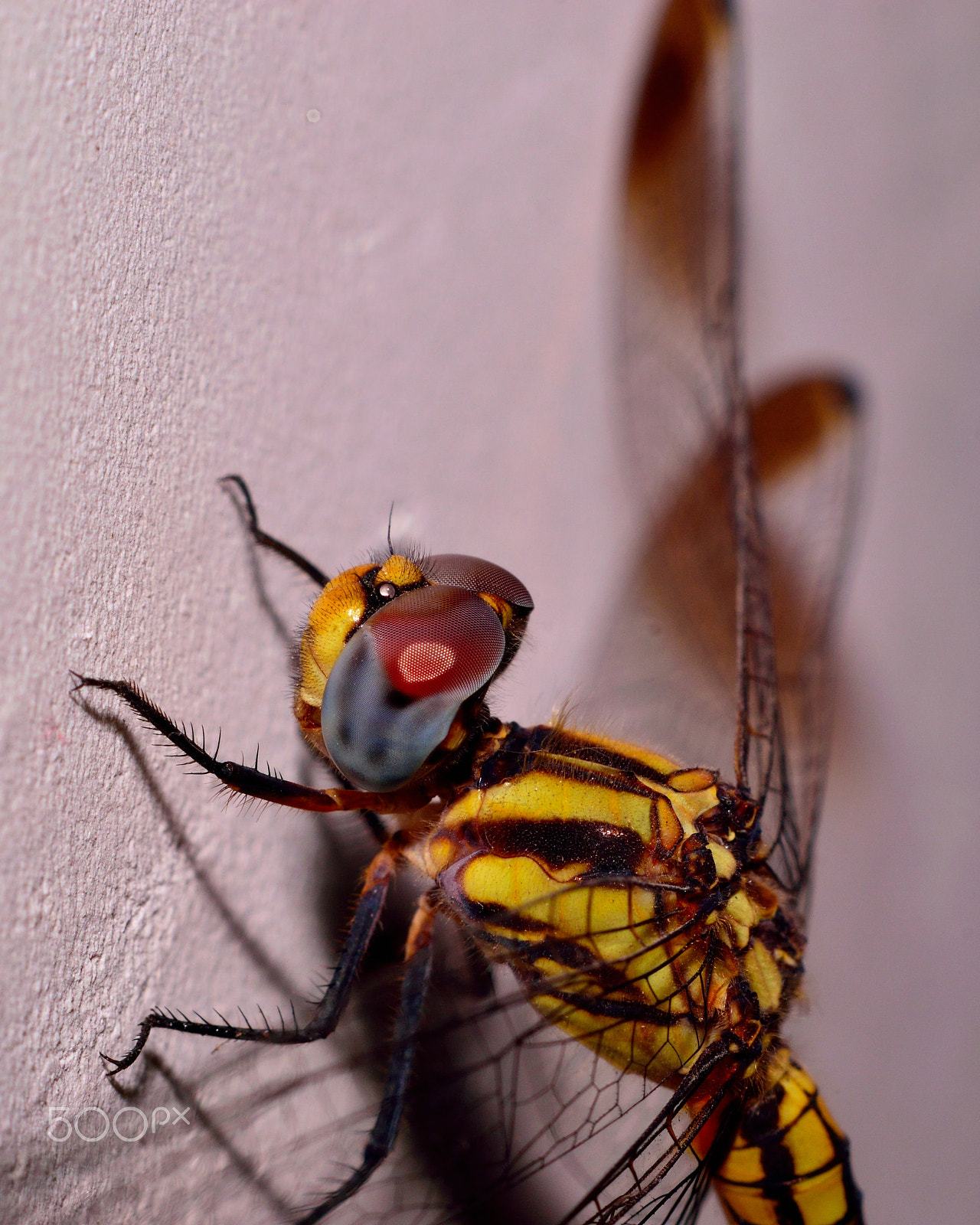 Nikon D3300 + Nikon AF Nikkor 50mm F1.8D sample photo. Dragonfly - sideview photography