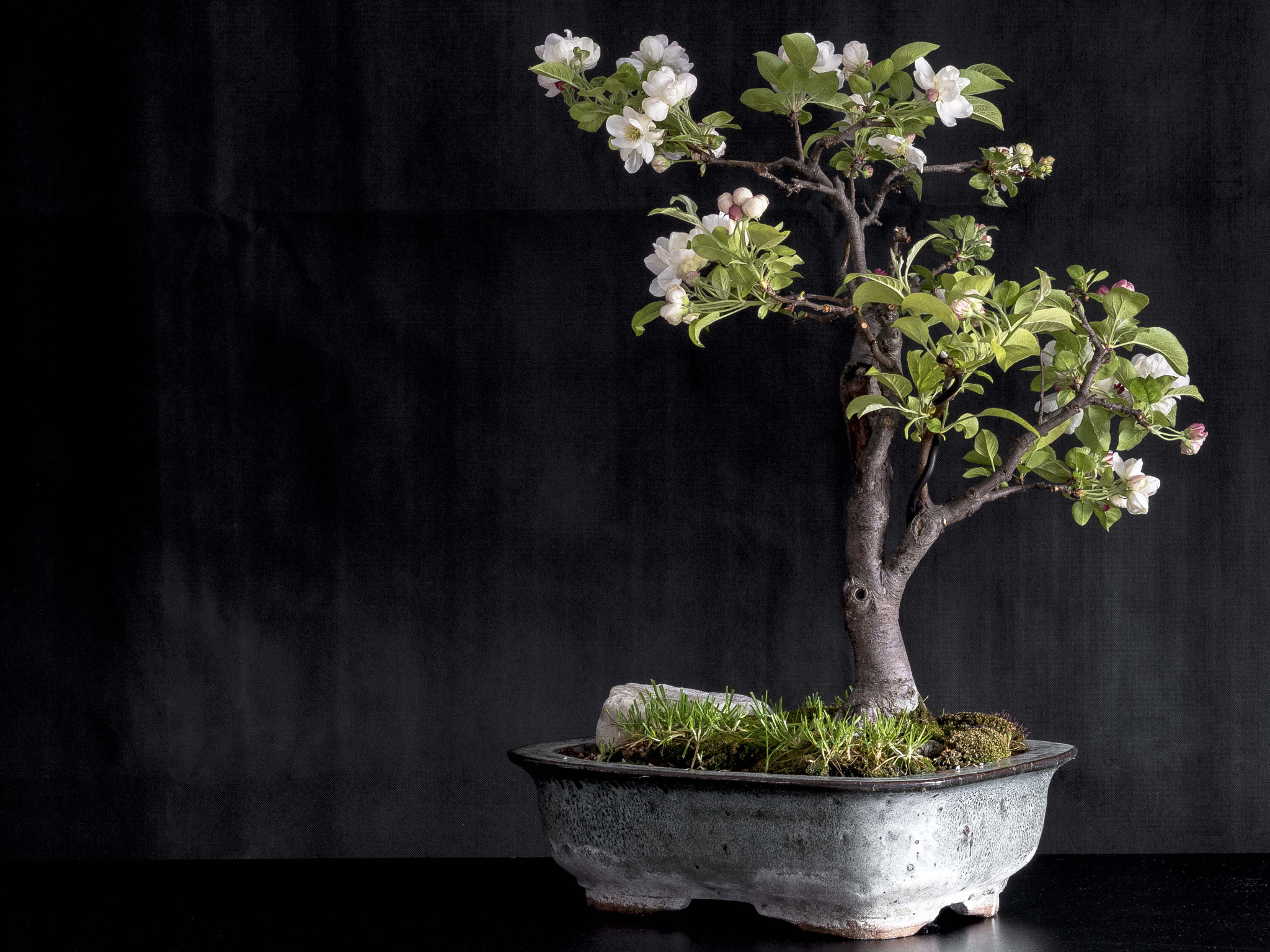 Olympus OM-D E-M5 II sample photo. Bonsai photography