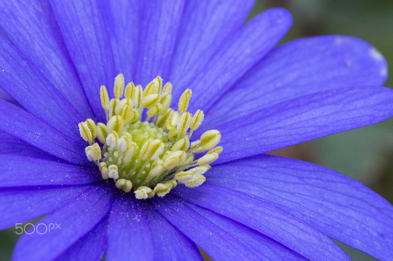 Canon EOS 650D (EOS Rebel T4i / EOS Kiss X6i) sample photo. Flower photography