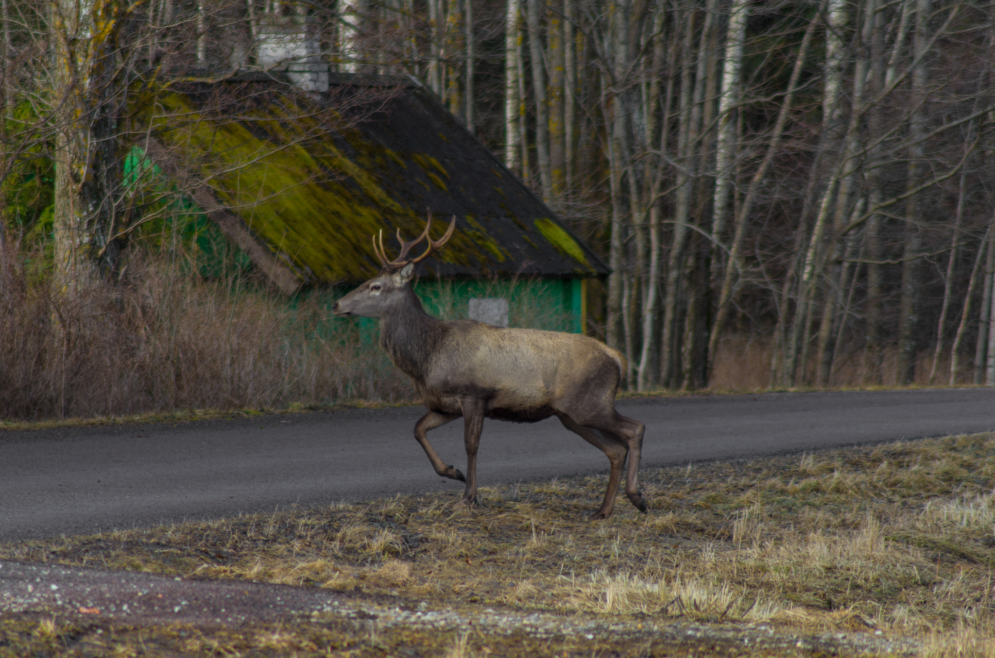 Tamron AF 70-300mm F4-5.6 LD Macro 1:2 sample photo. Red deer photography
