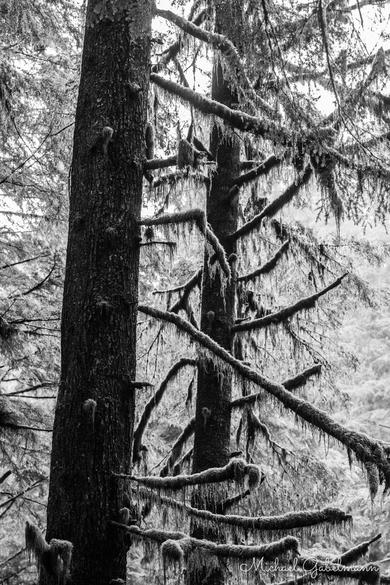 Nikon AF-S Micro-Nikkor 105mm F2.8G IF-ED VR sample photo. Avatar grove #5 photography