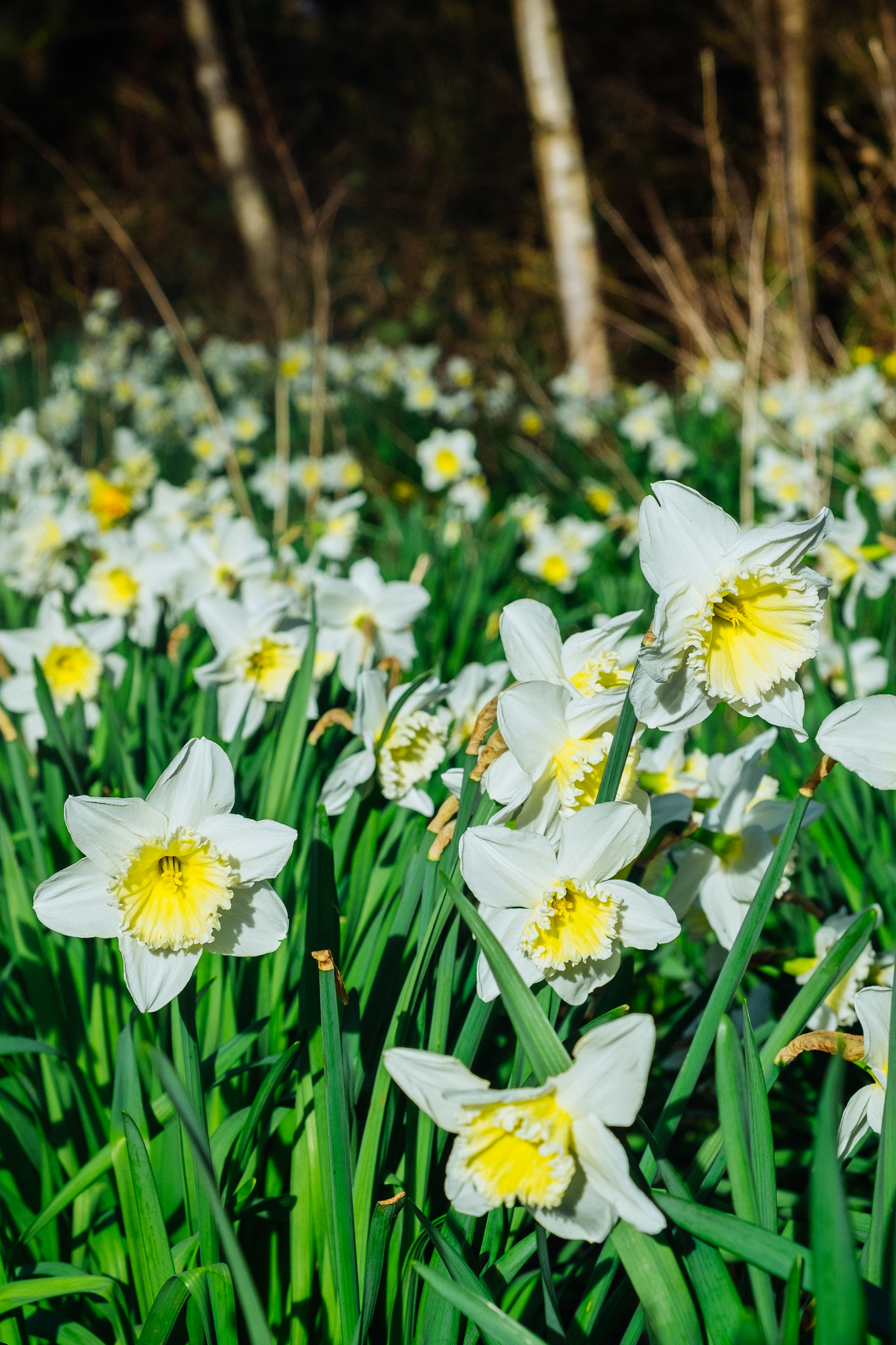 Fujifilm X-E2 + Fujifilm XF 18-55mm F2.8-4 R LM OIS sample photo. Bloom photography