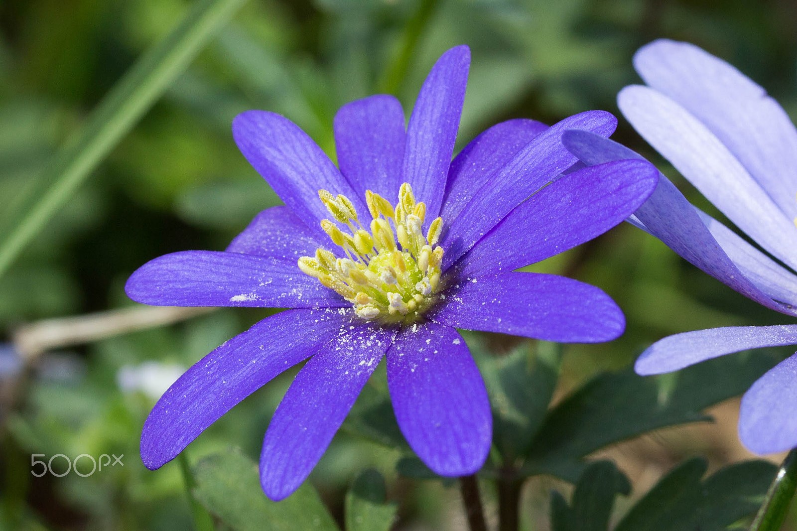 Canon EOS 650D (EOS Rebel T4i / EOS Kiss X6i) sample photo. Lila flower photography