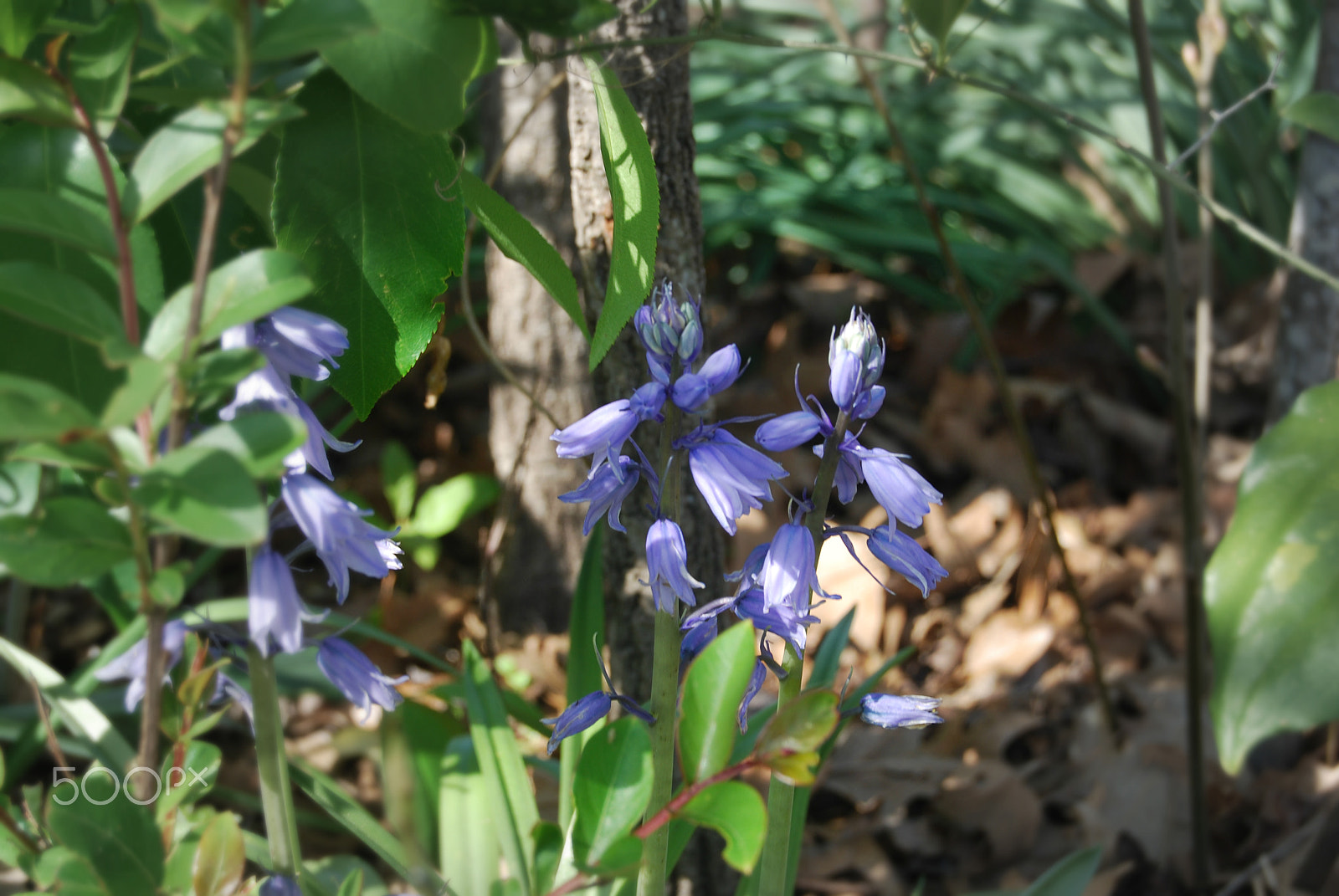 Nikon D40X sample photo. Flowers of the south photography