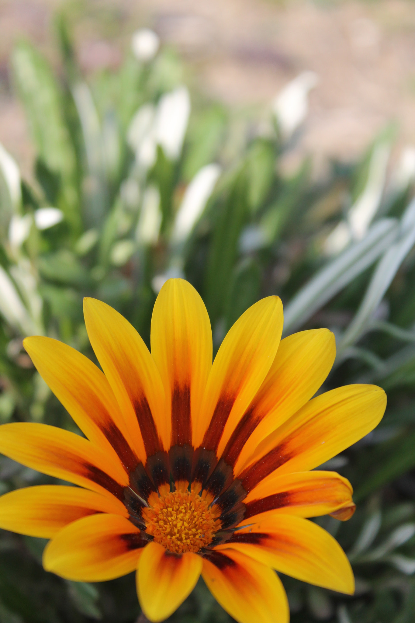 Canon EF 22-55mm f/4-5.6 USM sample photo. Img photography
