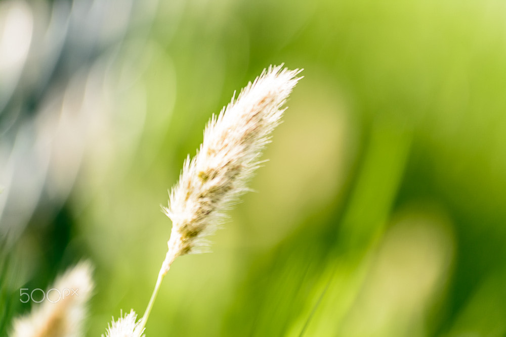 Sigma 70-300mm F4-5.6 APO DG Macro sample photo. Windy photography