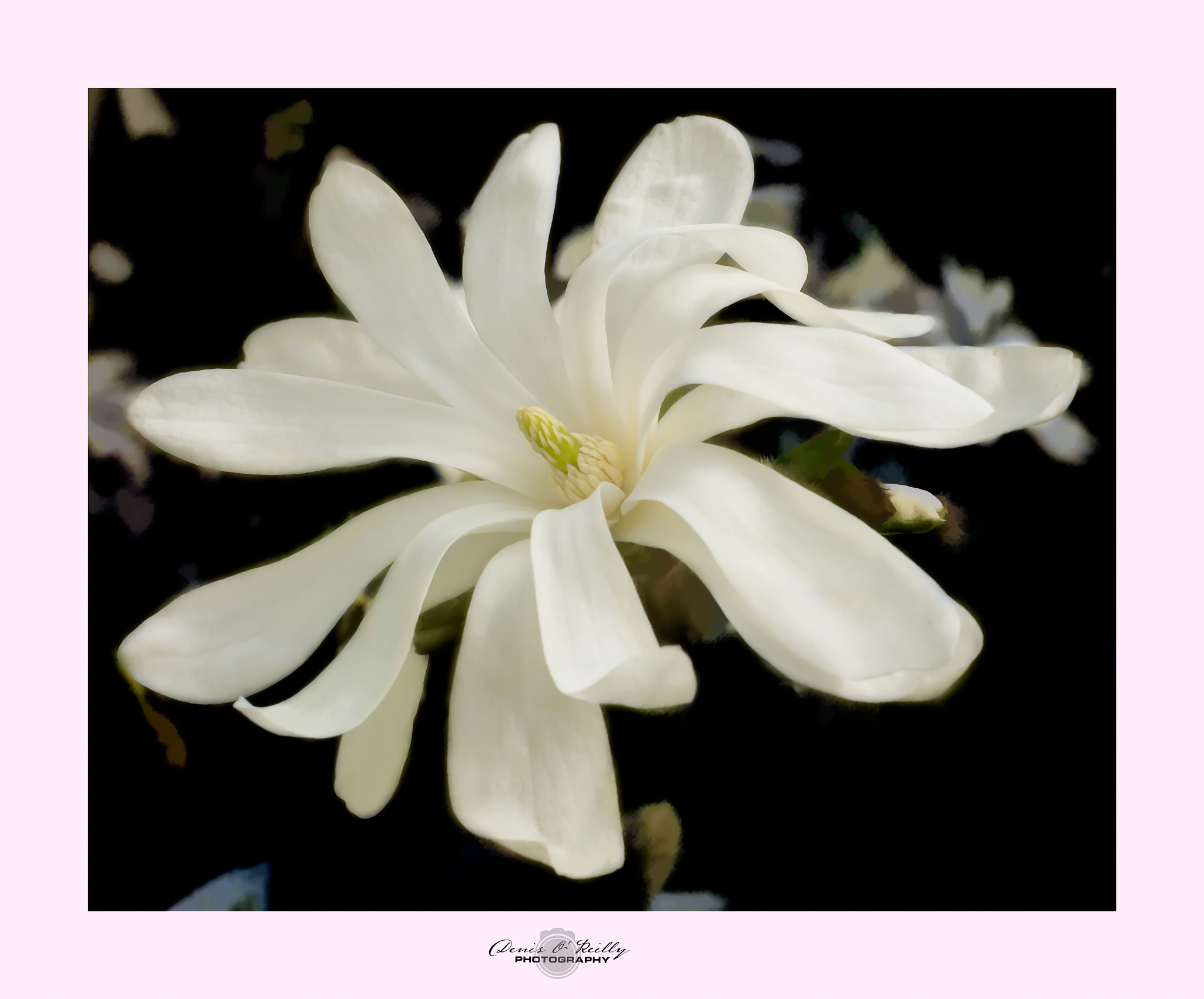 Olympus OM-D E-M1 Mark II + Olympus M.Zuiko Digital ED 12-40mm F2.8 Pro sample photo. Magnolia photography