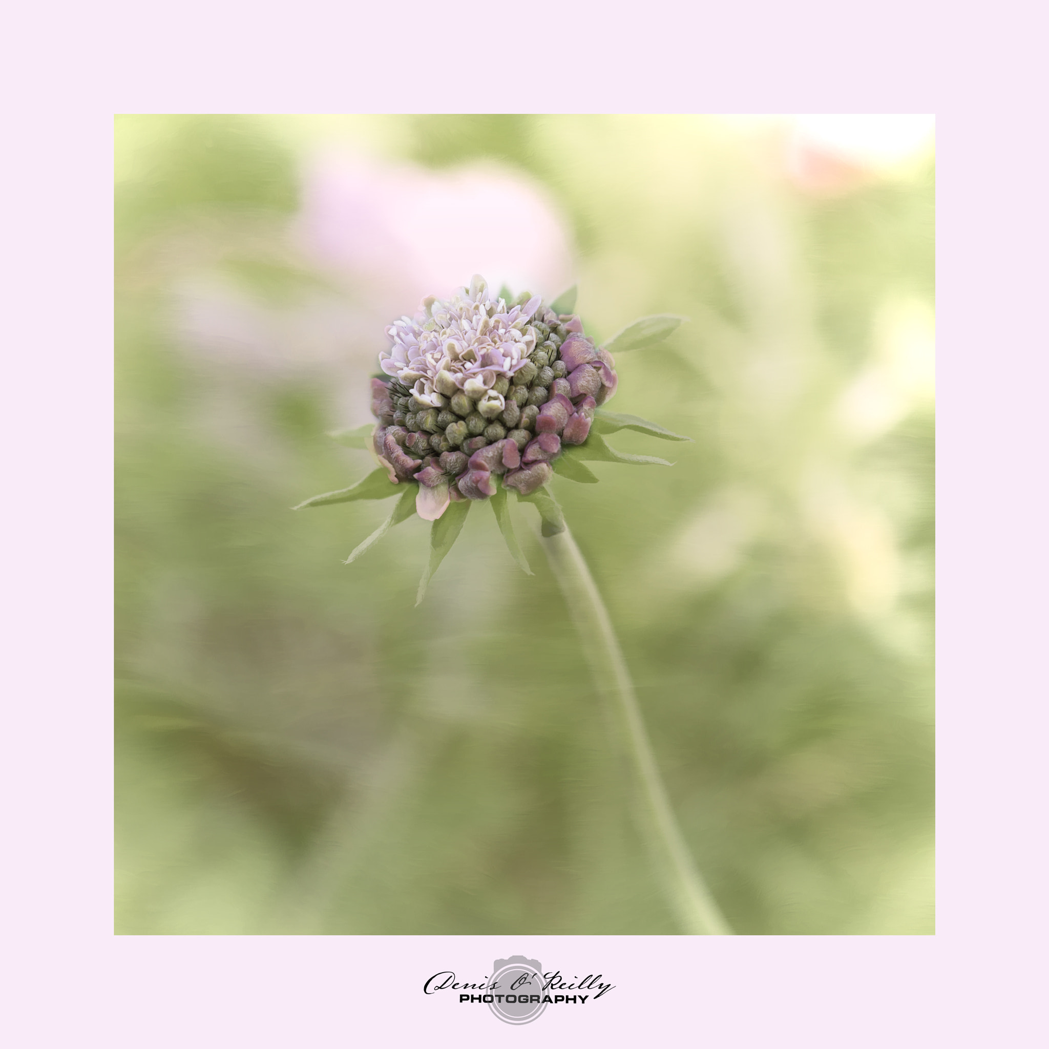 Olympus OM-D E-M1 Mark II sample photo. Scabious photography