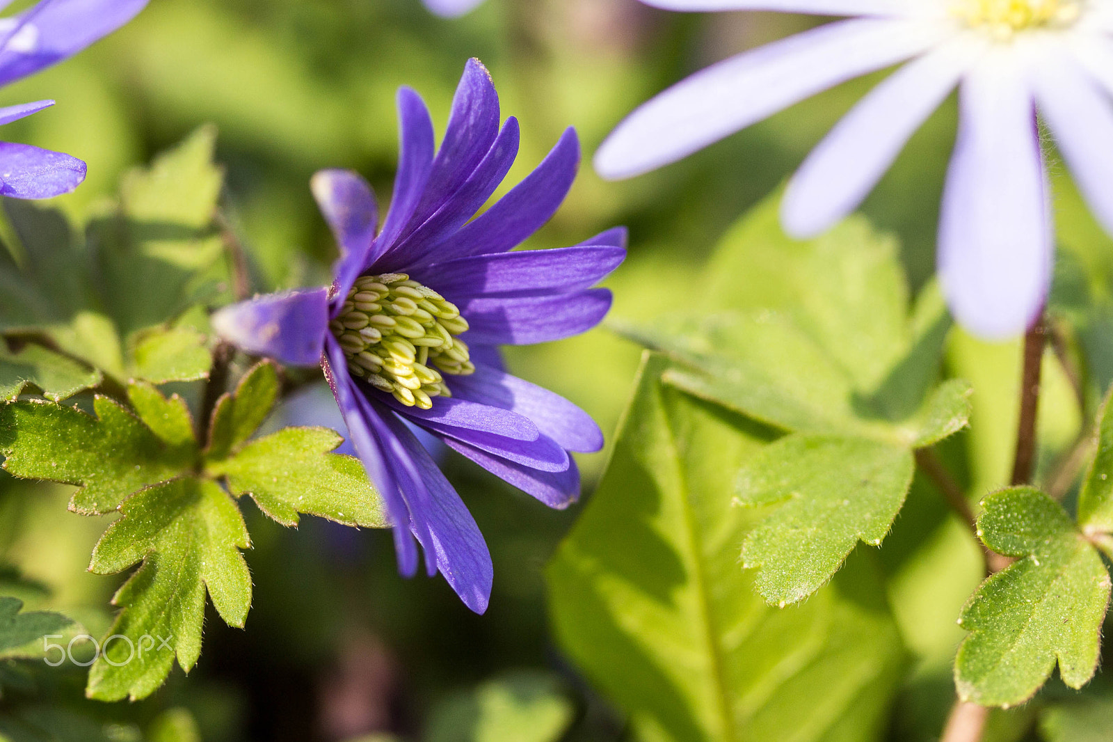 Canon EOS 650D (EOS Rebel T4i / EOS Kiss X6i) sample photo. Lila flower photography