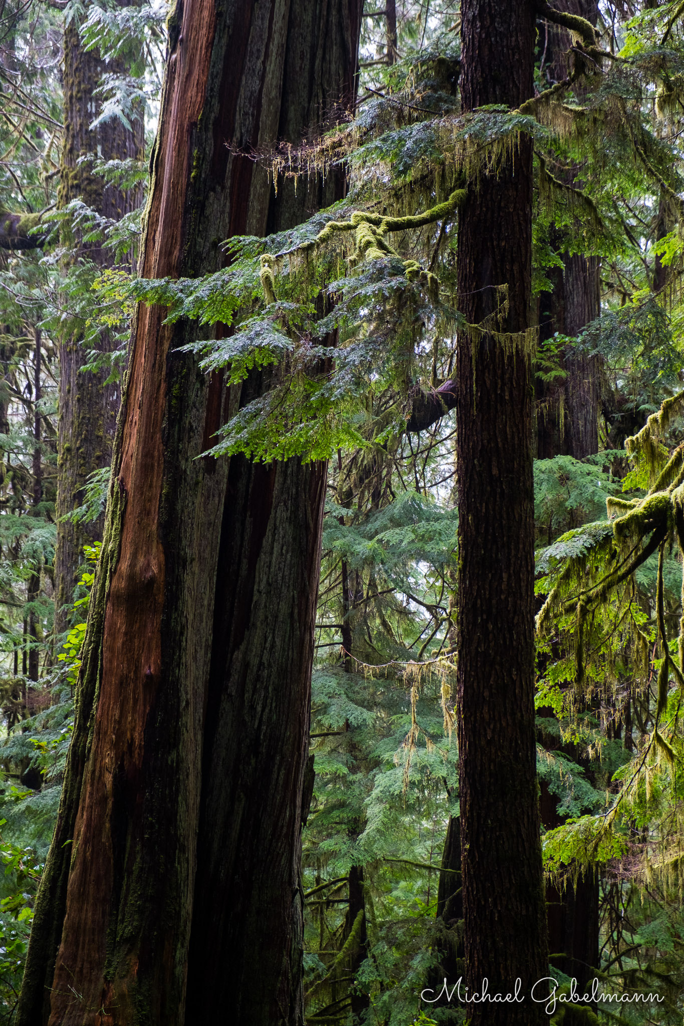 Fujifilm X-E1 + Fujifilm XF 18-55mm F2.8-4 R LM OIS sample photo. Avatar grove #10 photography