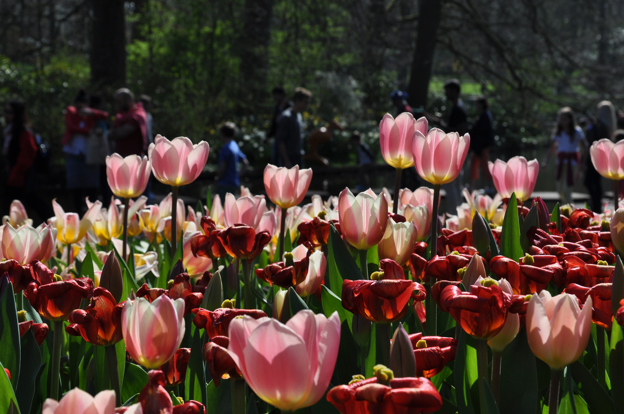 Nikon D5000 sample photo. Tulips in the sun photography