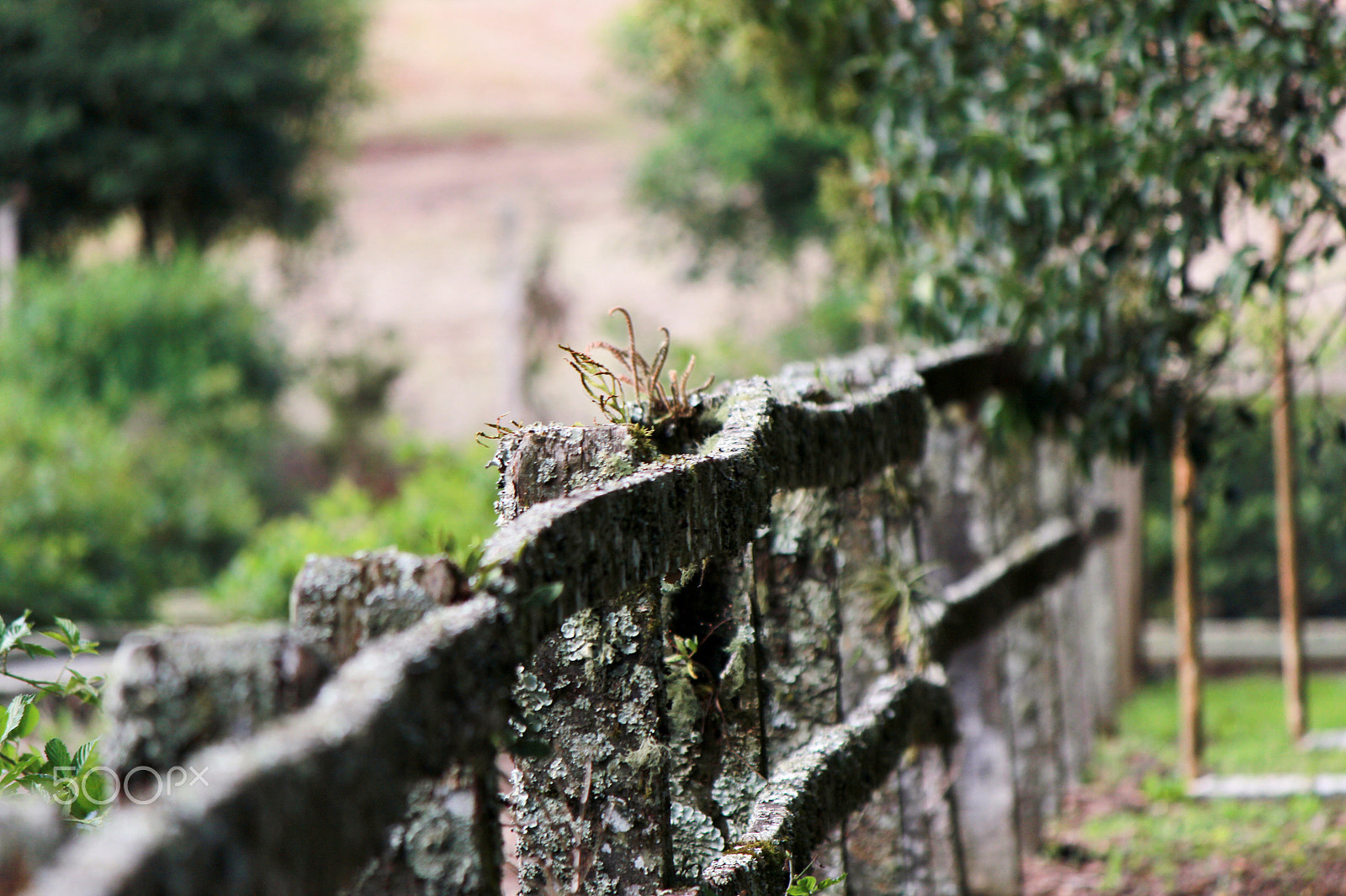 Canon EF-S 55-250mm F4-5.6 IS sample photo. Fance photography