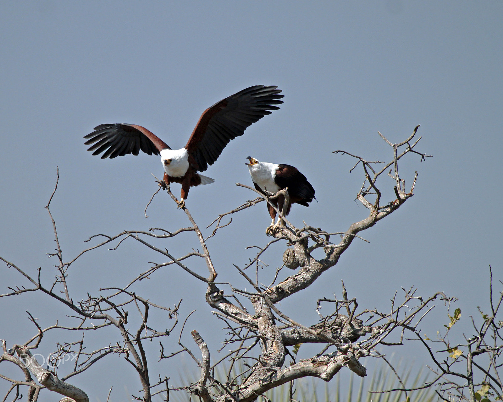 Canon EOS 500D (EOS Rebel T1i / EOS Kiss X3) sample photo. African fish-eagles photography
