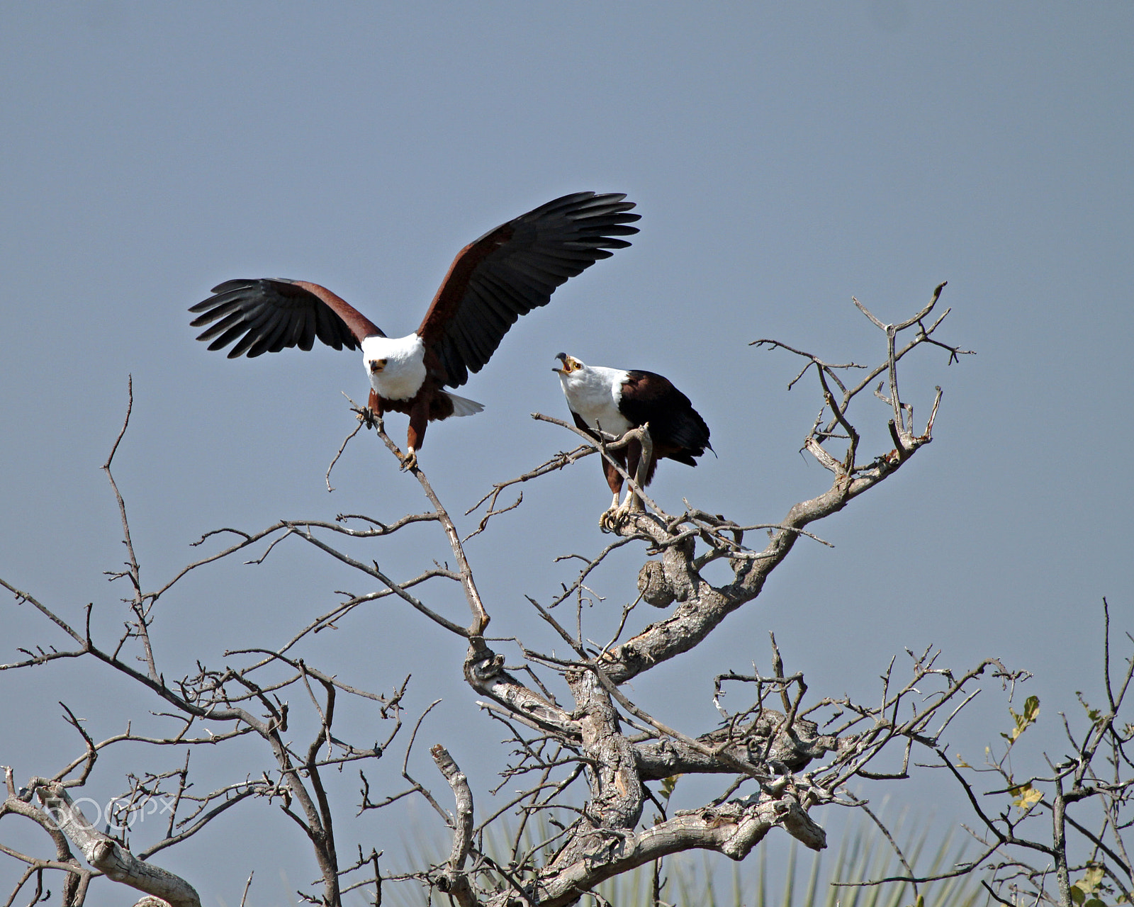 Canon EOS 500D (EOS Rebel T1i / EOS Kiss X3) + Canon EF 100-400mm F4.5-5.6L IS USM sample photo. African fish-eagles photography