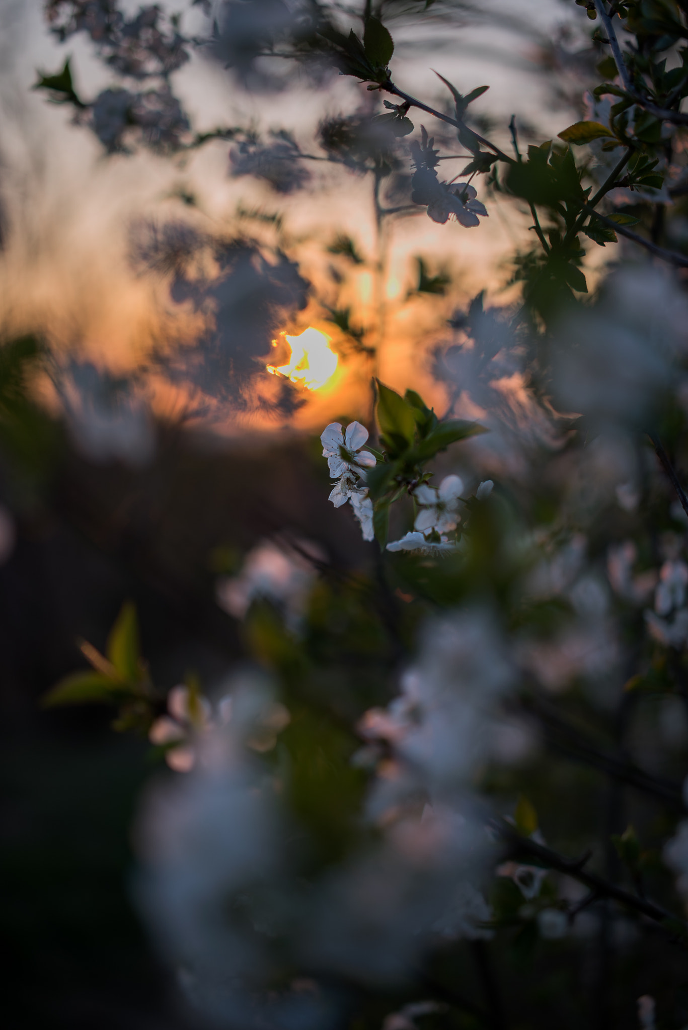 Nikon D810 sample photo. Spring sunset photography