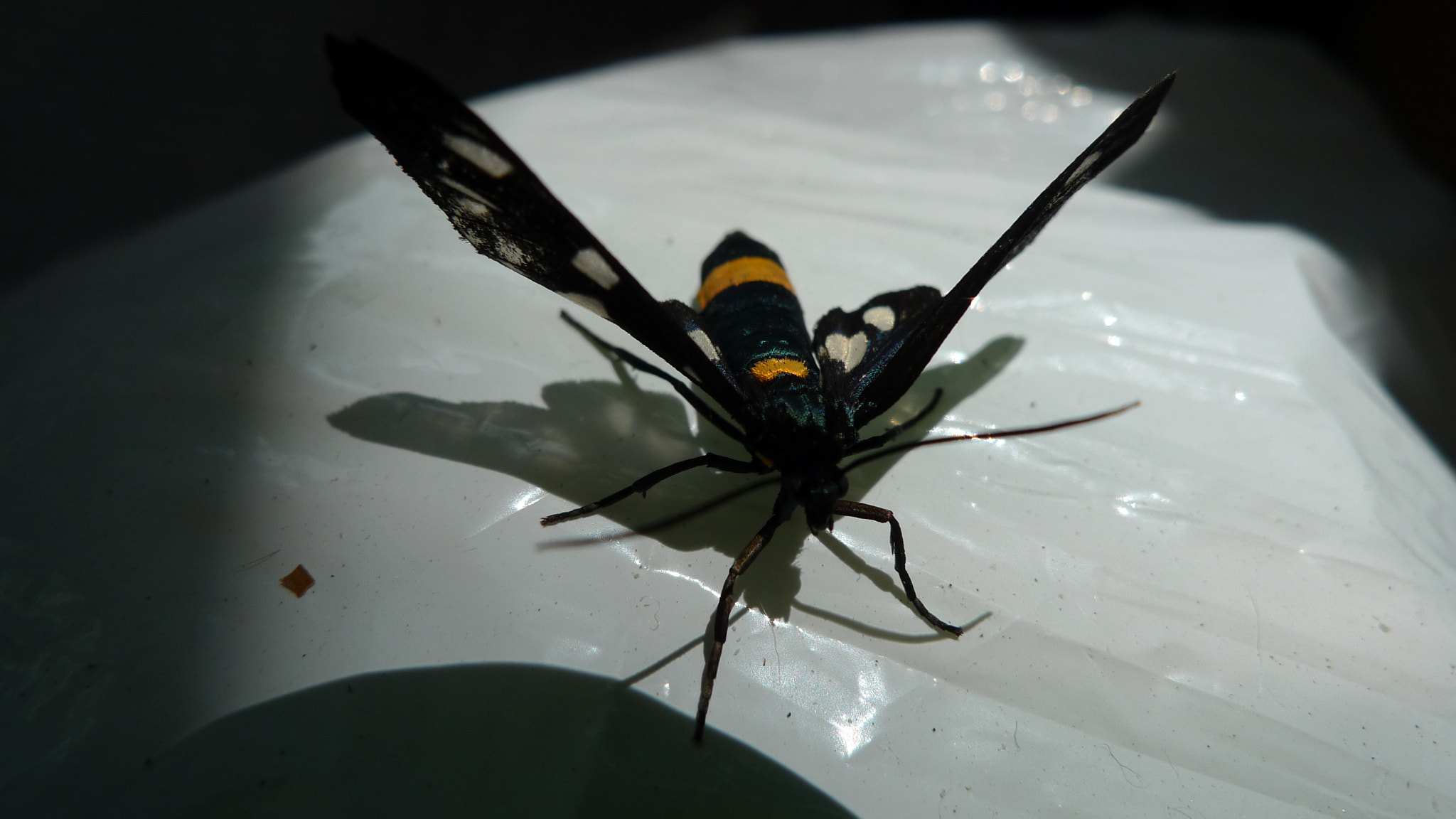Leica D-LUX 4 sample photo. Butterfly photography