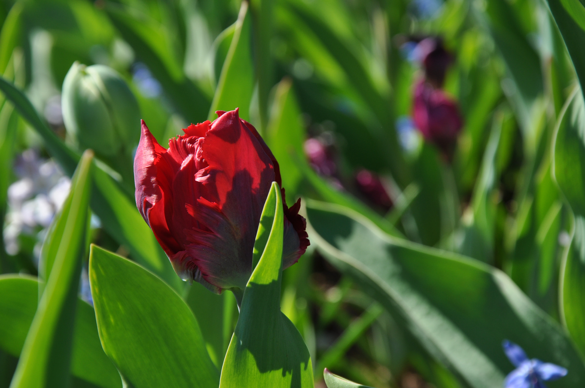 Nikon D5000 sample photo. Tulip photography