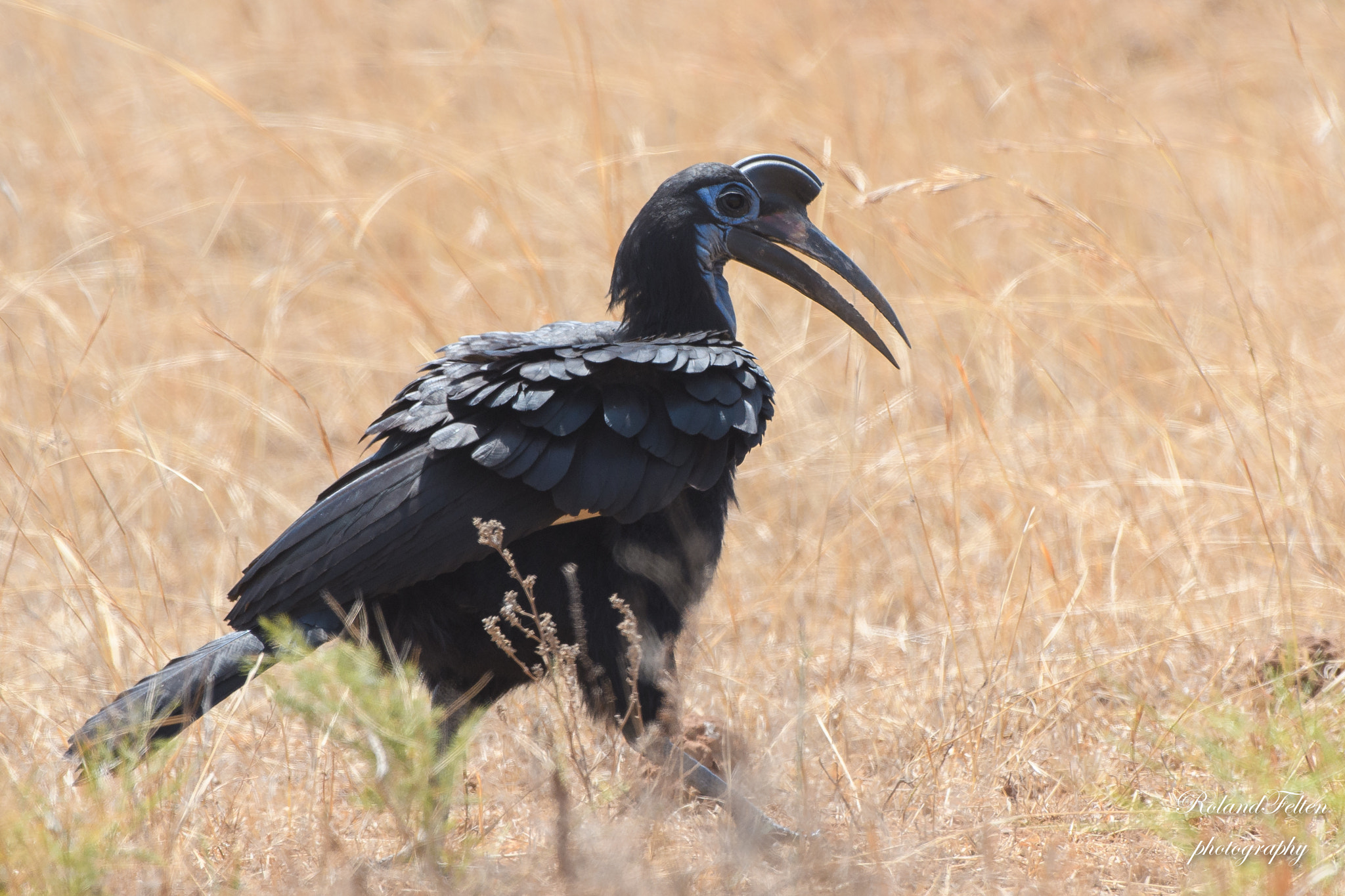 Nikon D500 sample photo. Abyssinian ground-hornbill photography