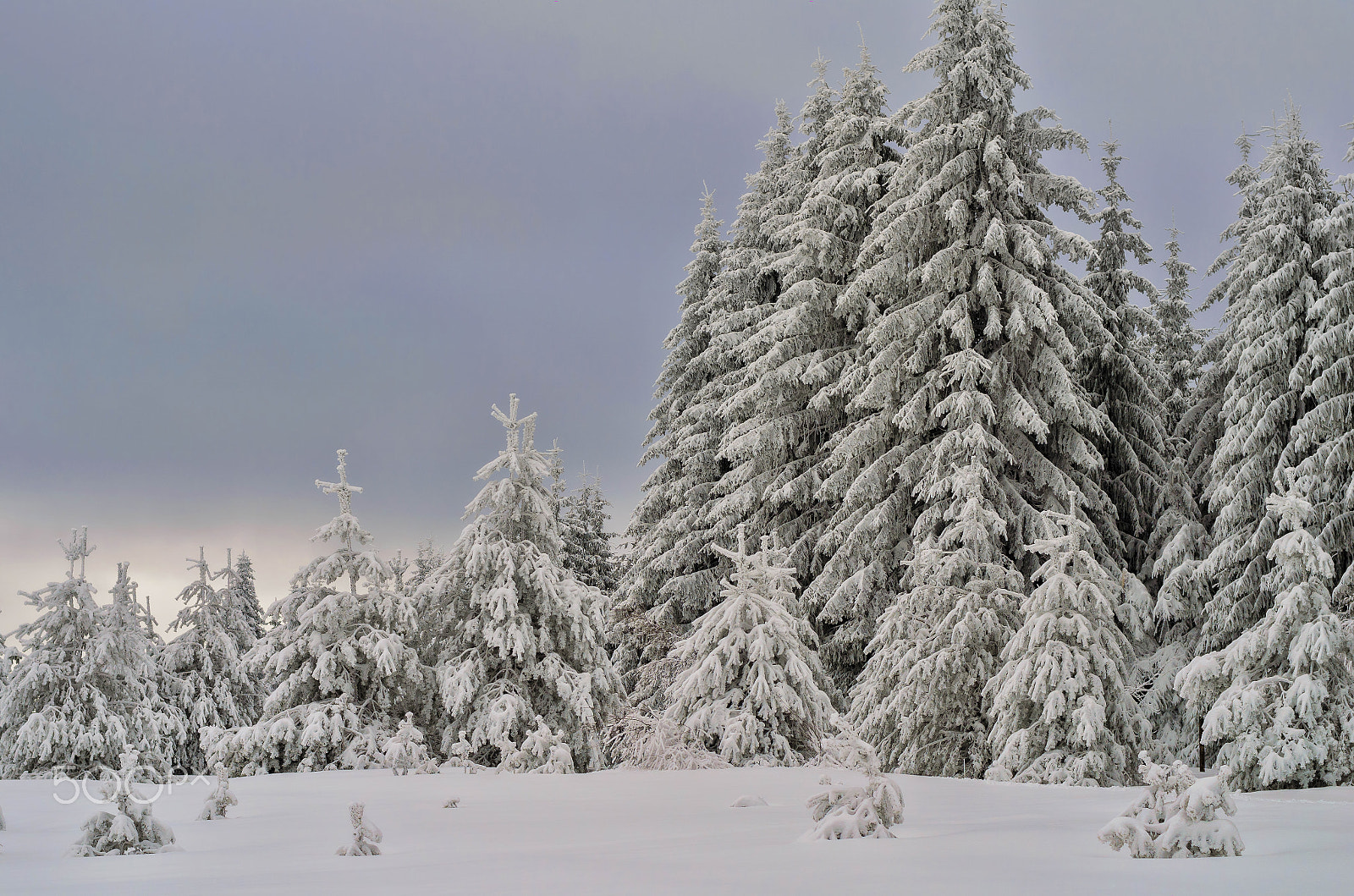 Nikon D5100 + Nikon AF-S Nikkor 50mm F1.8G sample photo. Winter mood photography