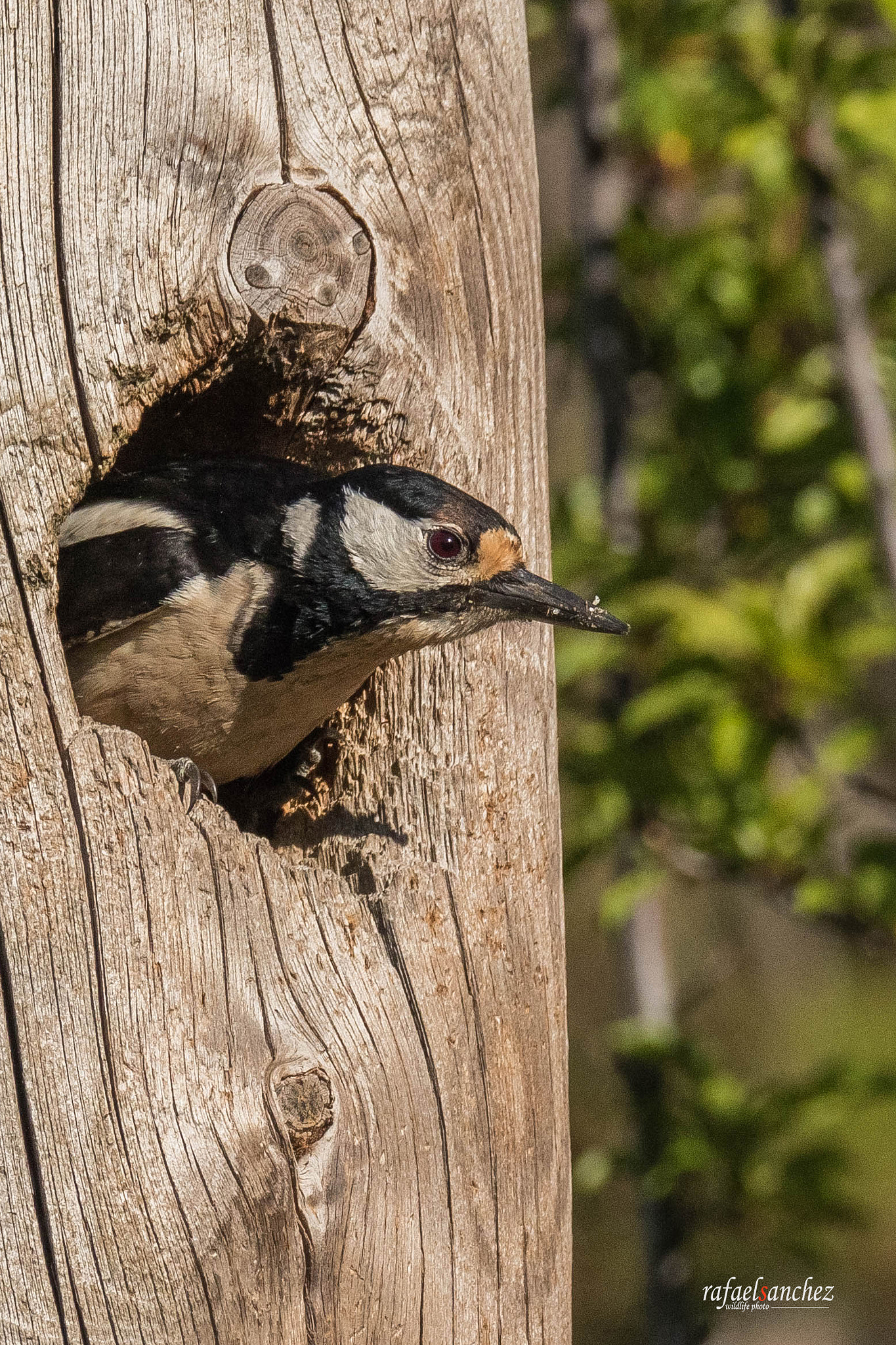 Canon EOS 7D Mark II sample photo. Pico picapinos - great spotted woodpecker photography