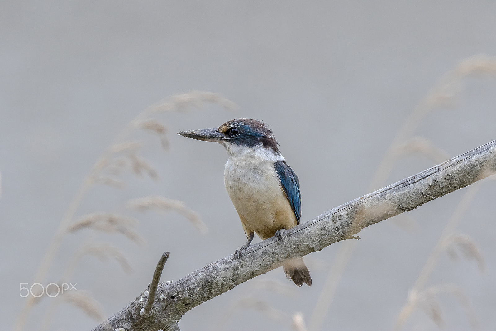 Tamron SP 150-600mm F5-6.3 Di VC USD sample photo. New zealand native kingfisher photography
