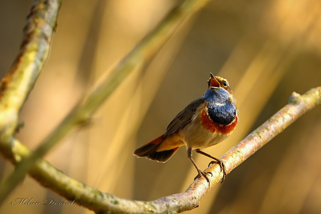 Canon EOS 7D Mark II + Canon EF 300mm F2.8L IS USM sample photo. Bright blue beauty photography