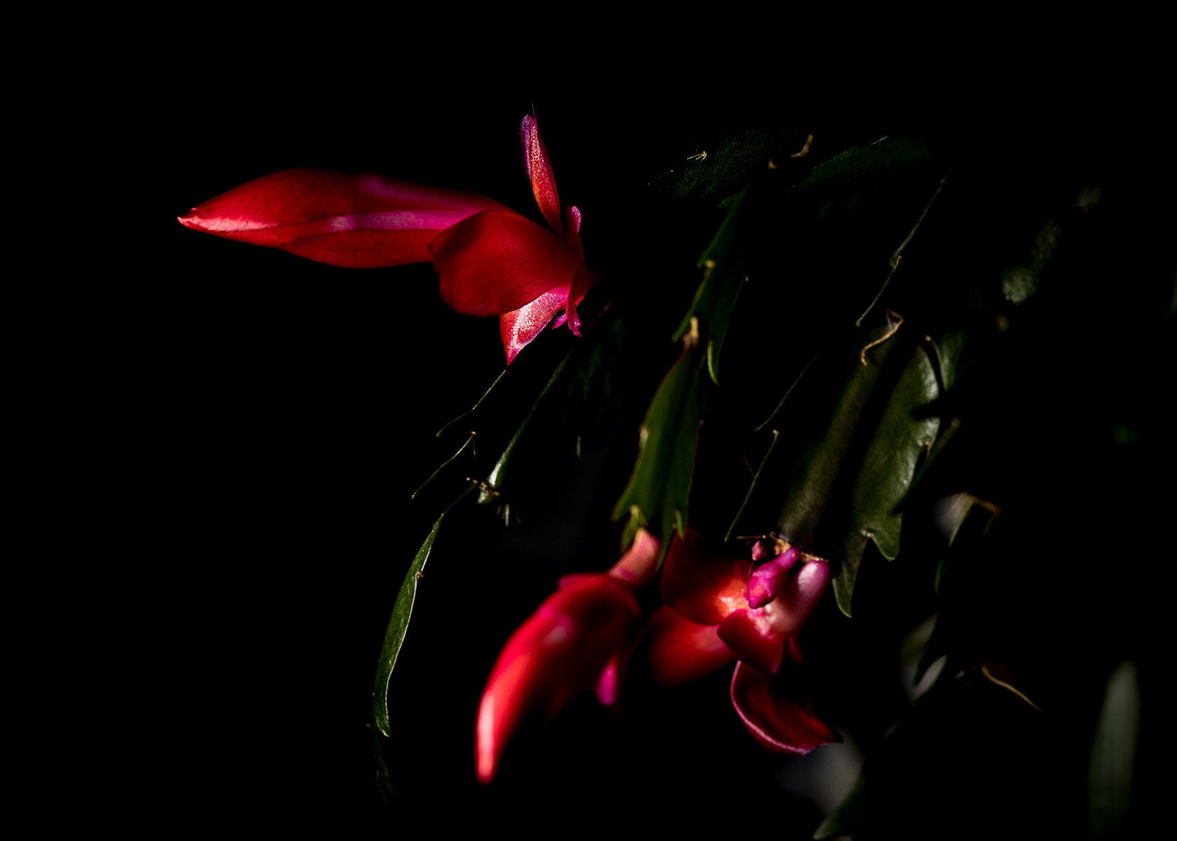 Canon EF 100mm F2.8 Macro USM sample photo. Impending blooms photography