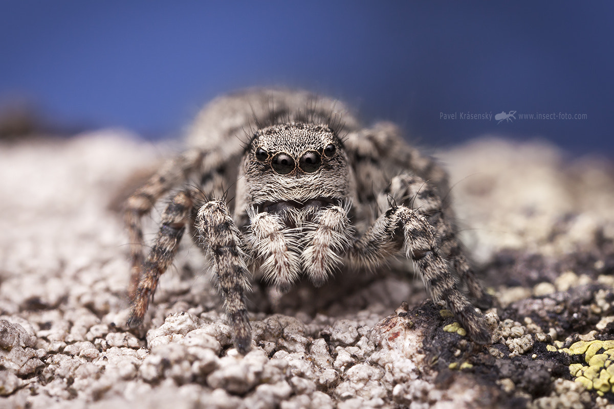 Canon EOS 5D Mark II sample photo. Jumping spider asianellus festivus photography