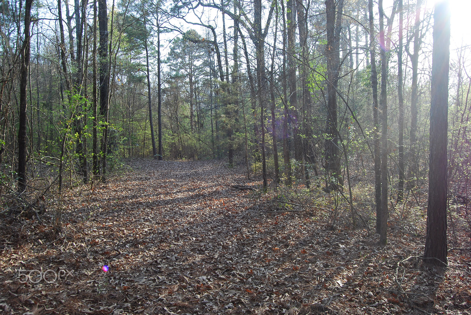 Nikon D40X sample photo. Walk in the woods photography